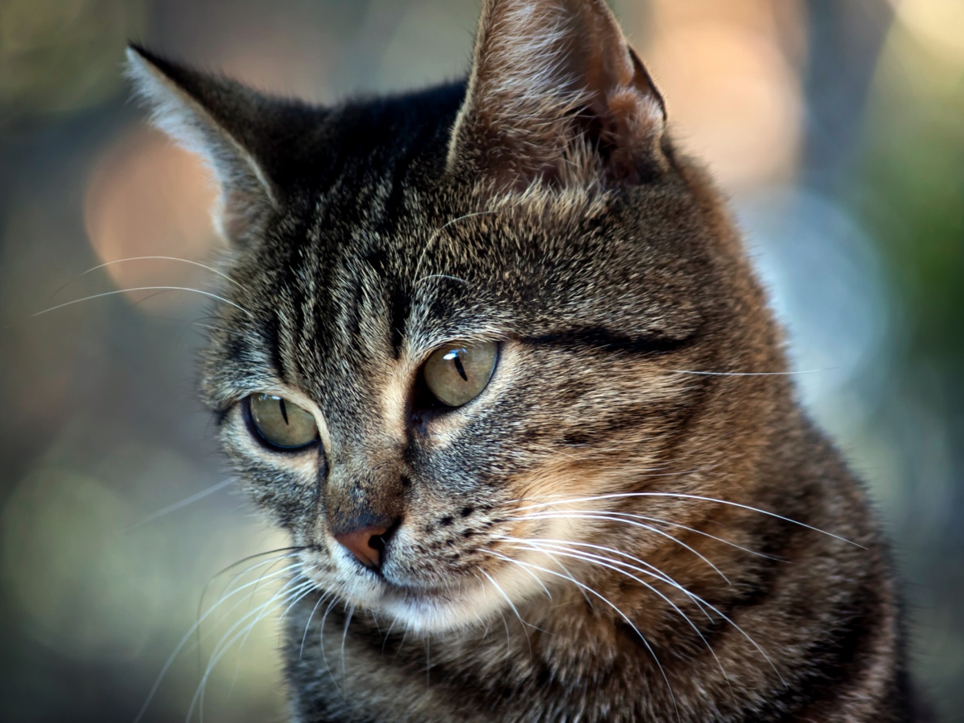 Кот усатый обои