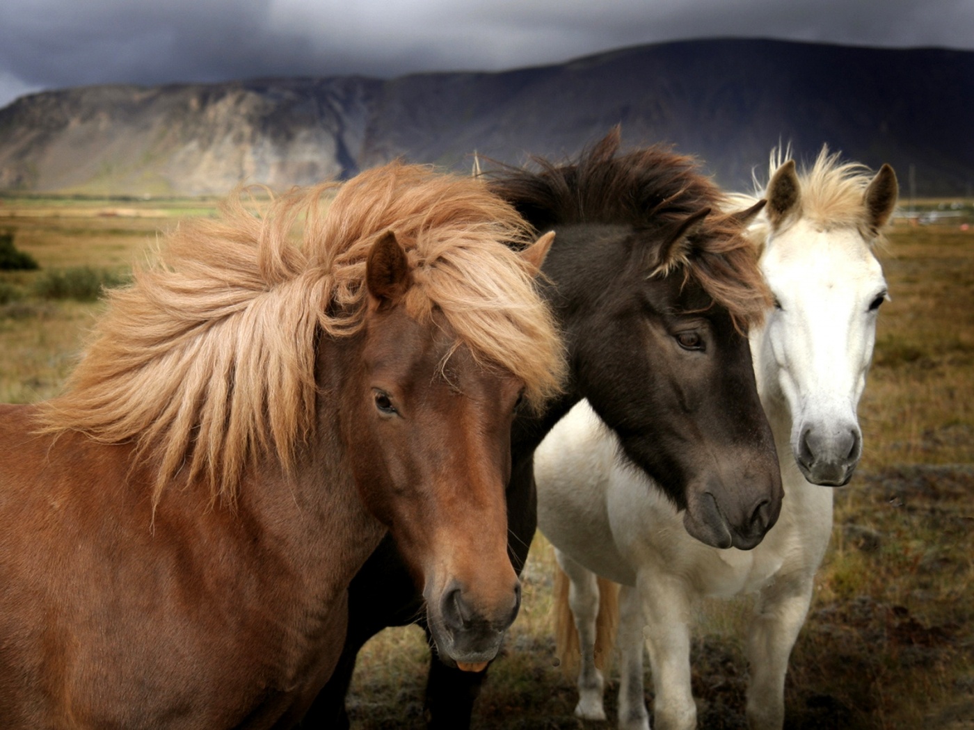 Мустанги обои