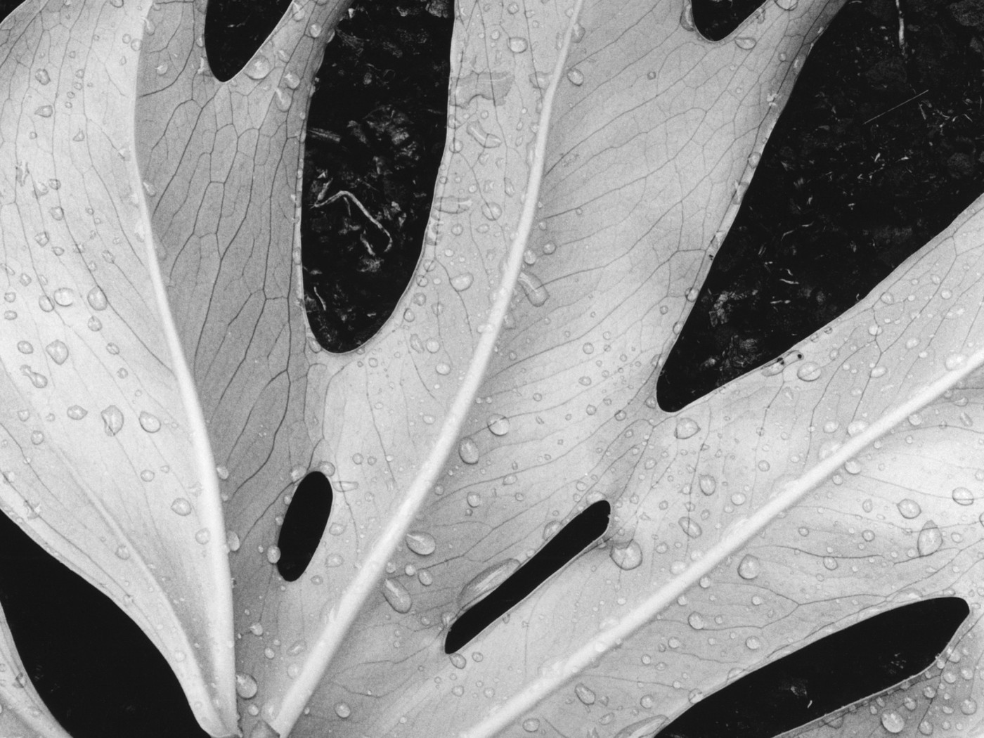 Белый лист обои