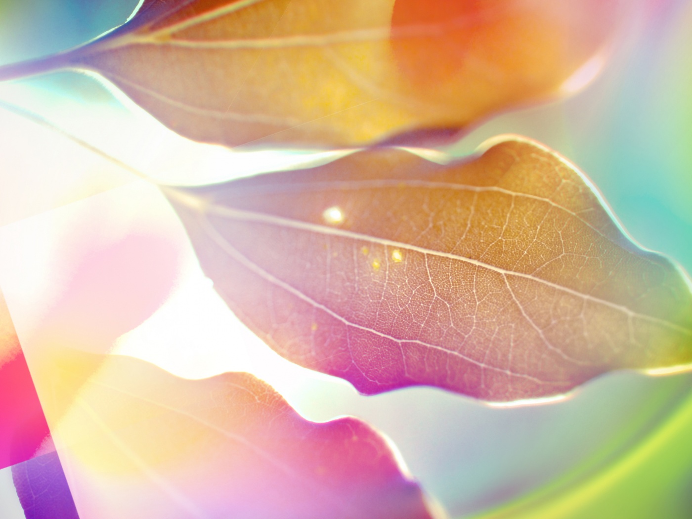 Радужные листья обои