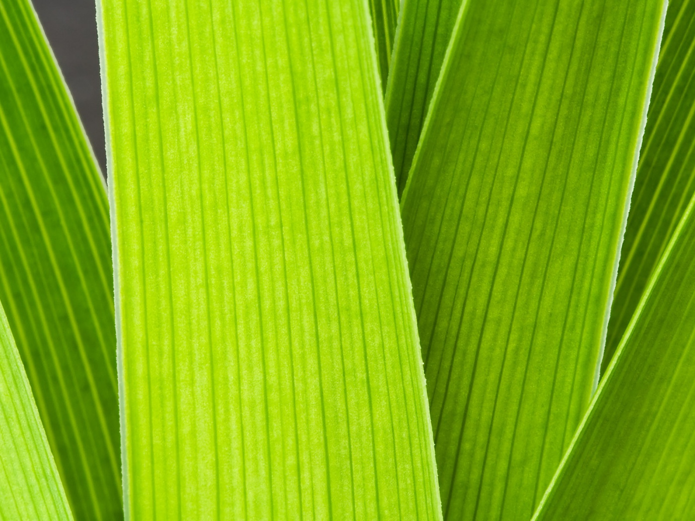 Стебли обои