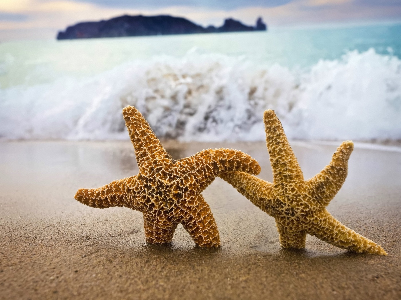 Две морские звезды обои