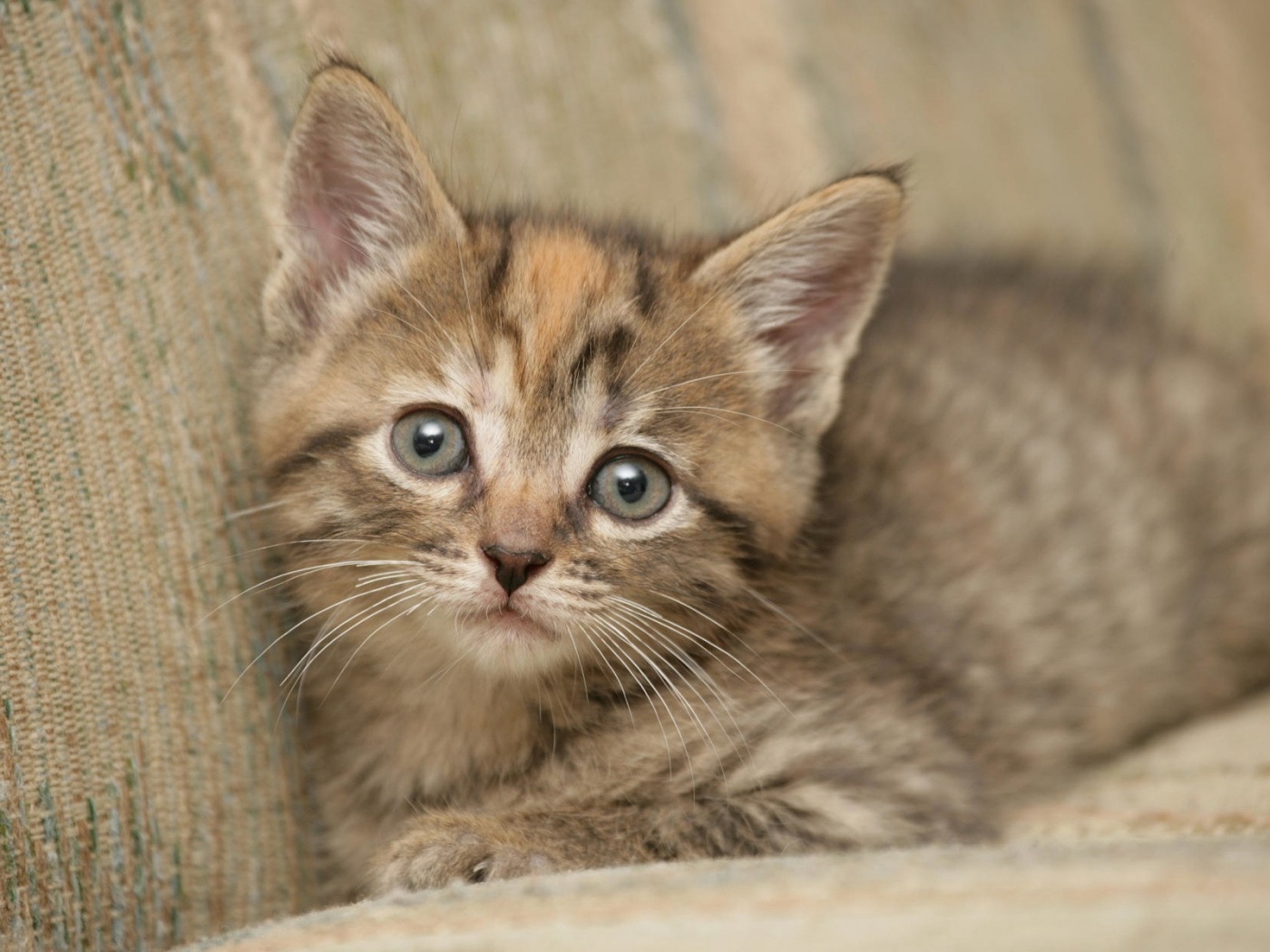 Милый маленький котенок обои