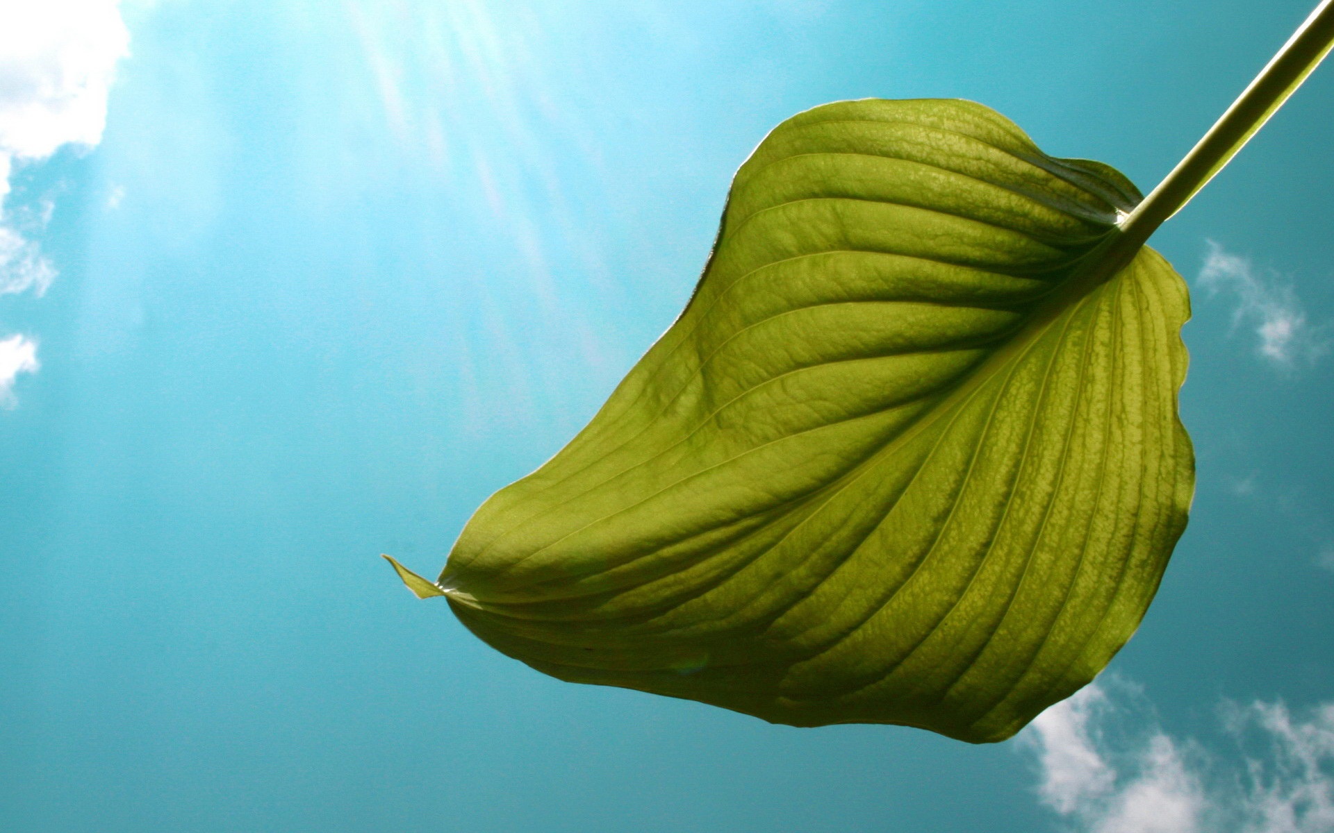 Листик тянется к солнцу обои