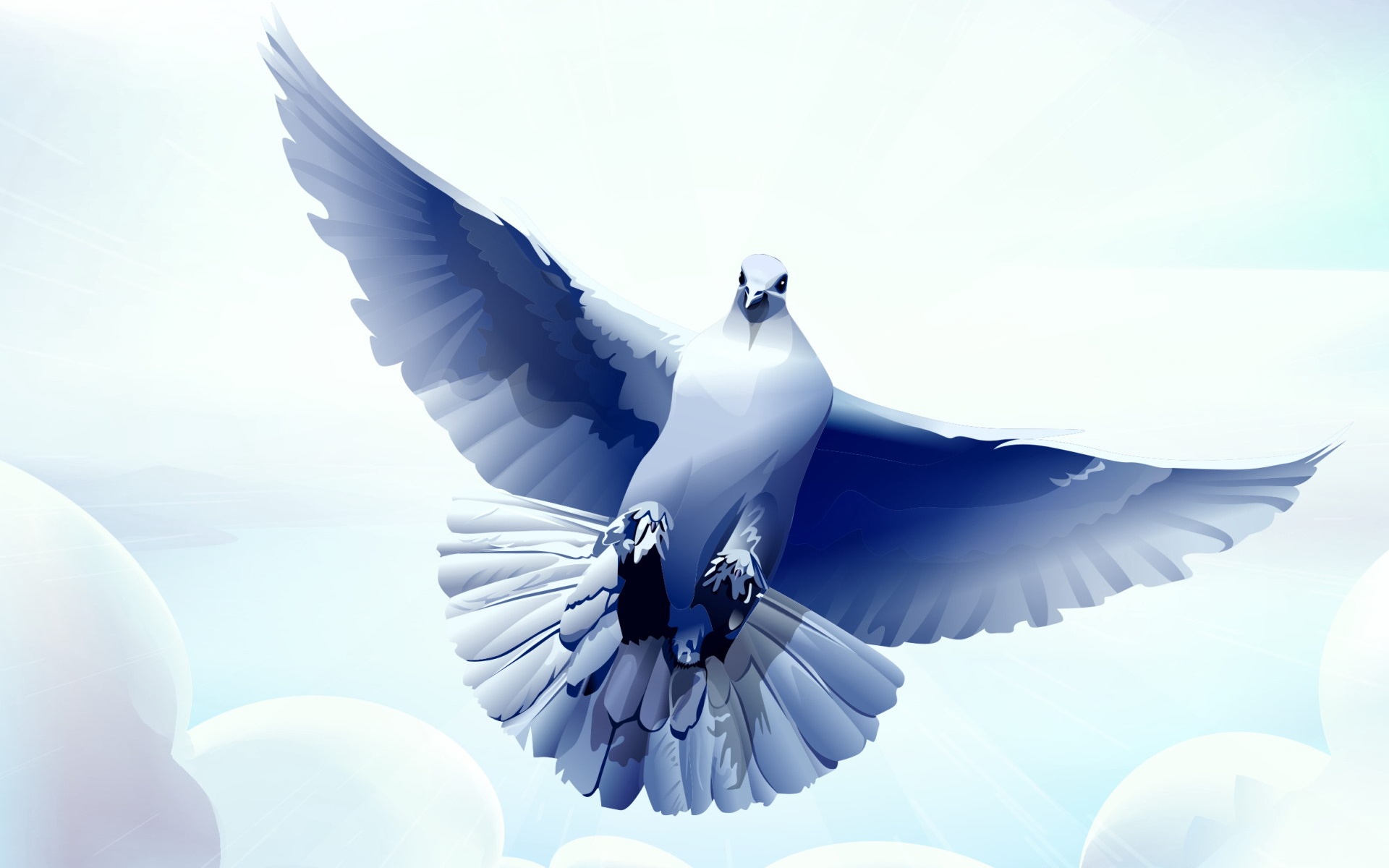 Белый голубь обои