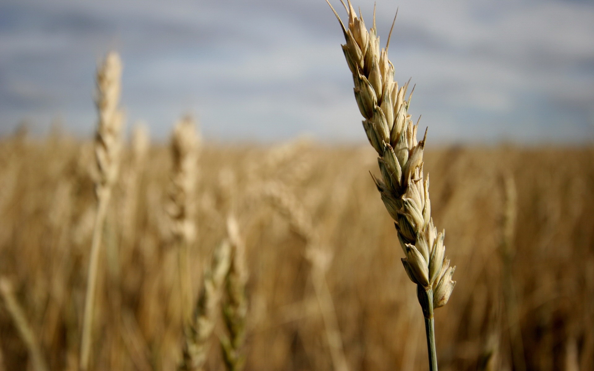 Колосок обои