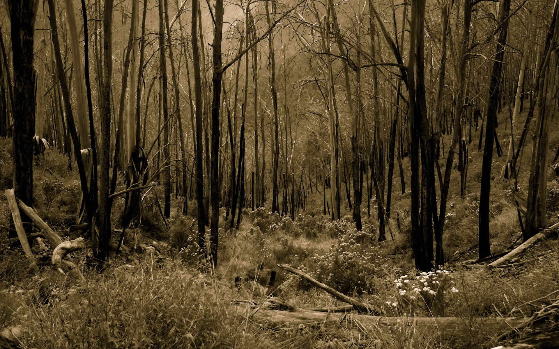 Мрачная чаща обои