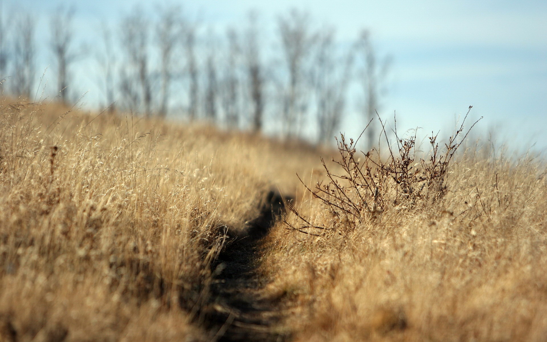 Тропинка в поле обои