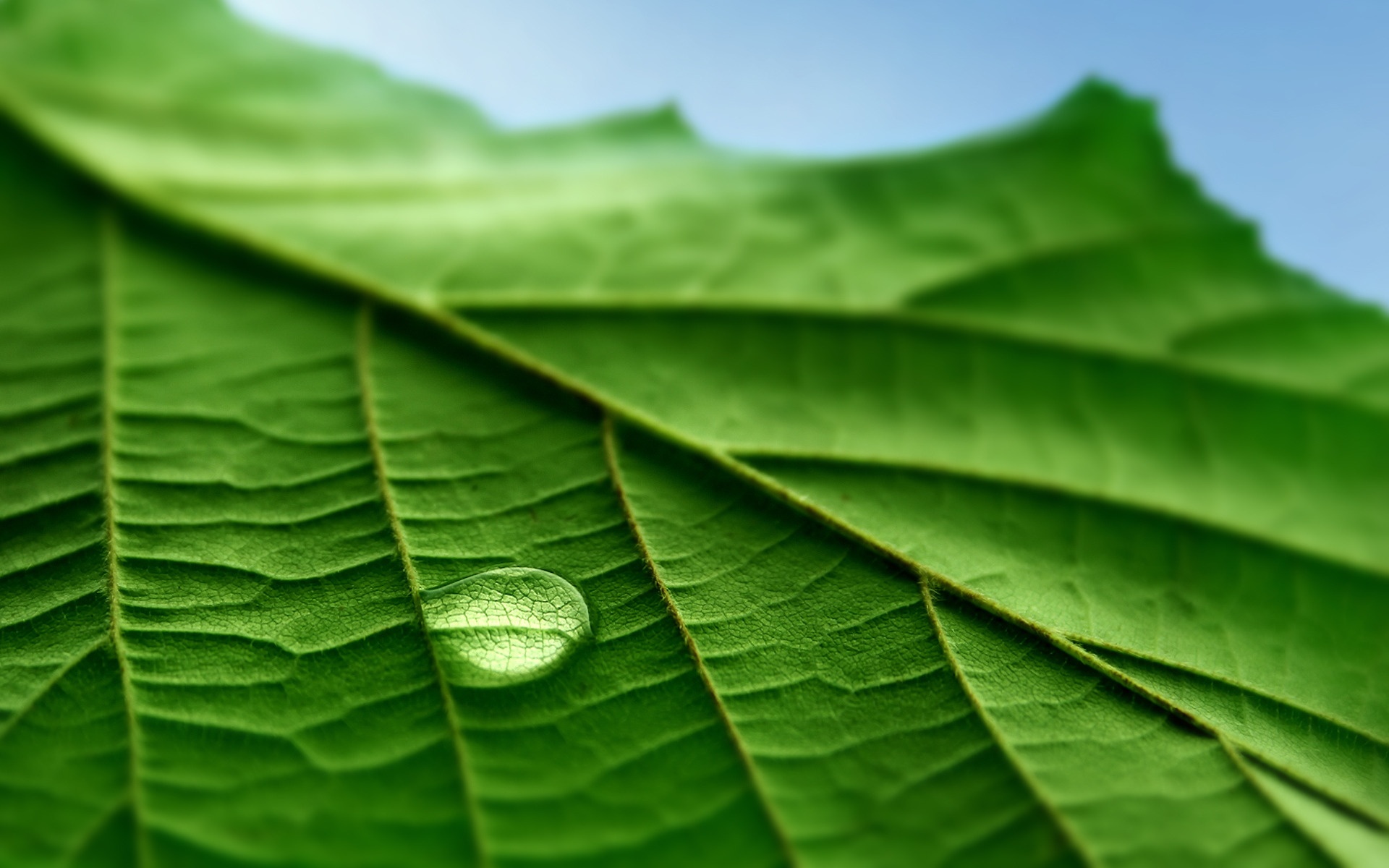 Капля на листе обои