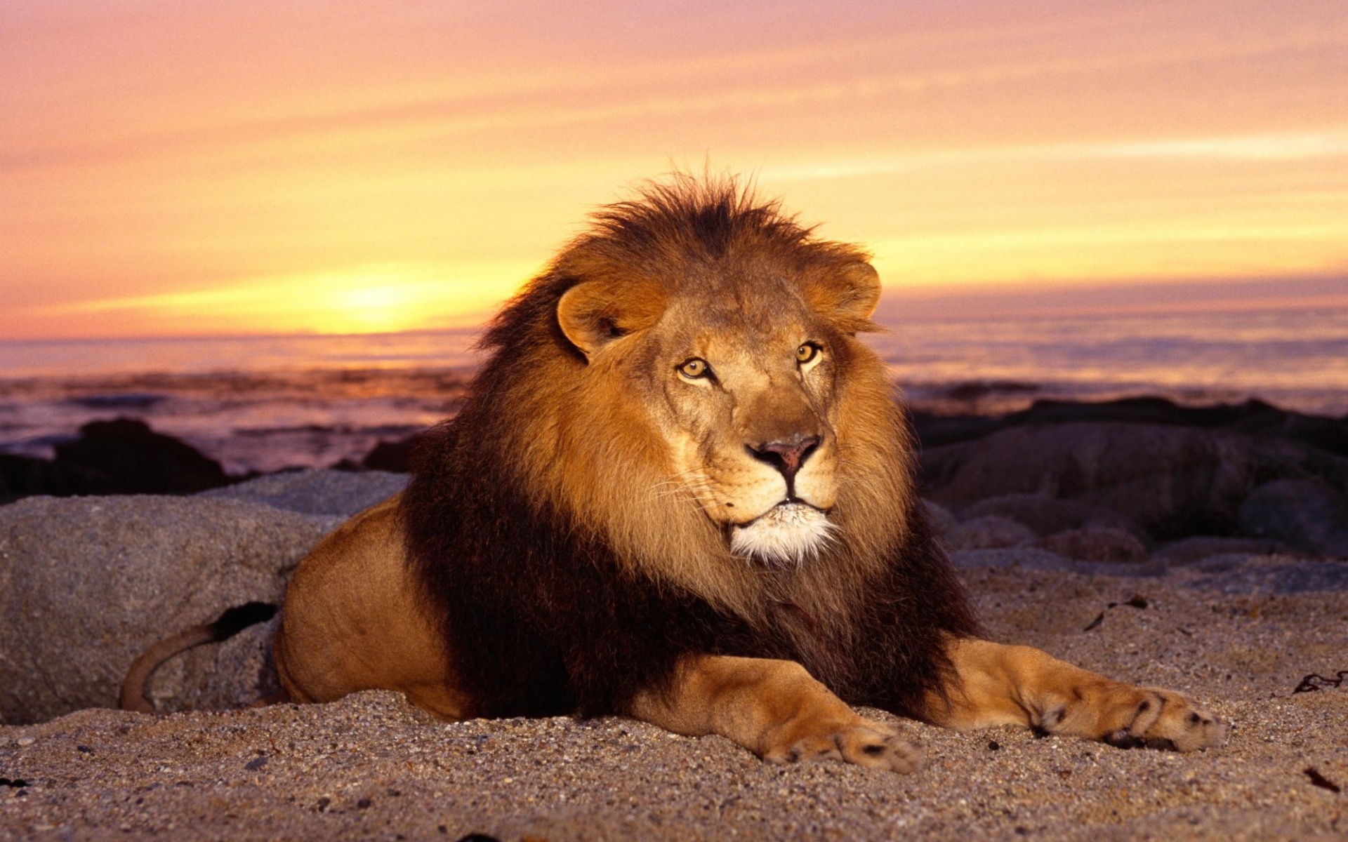 Лев на берегу океана обои