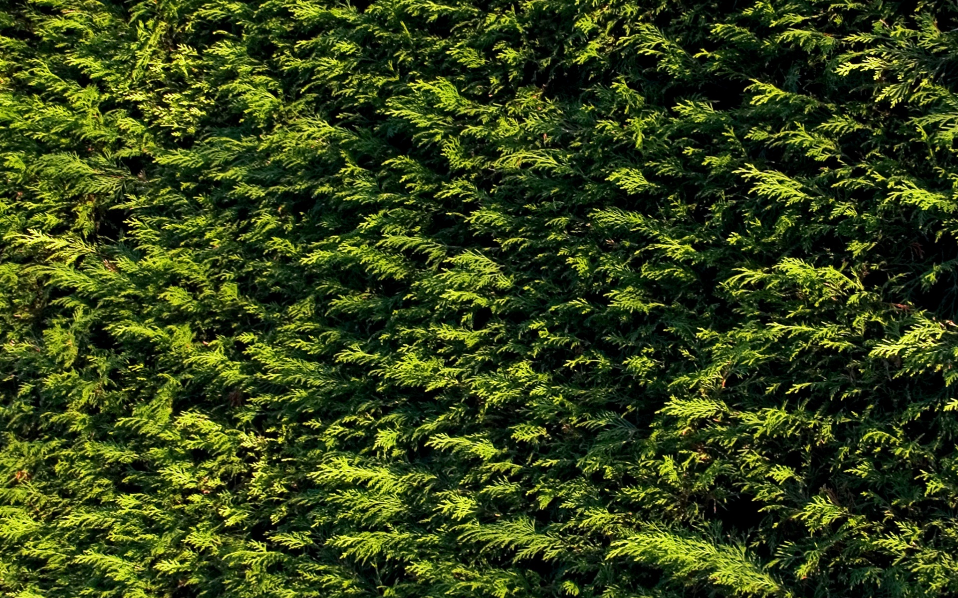 Густые хвойные заросли обои