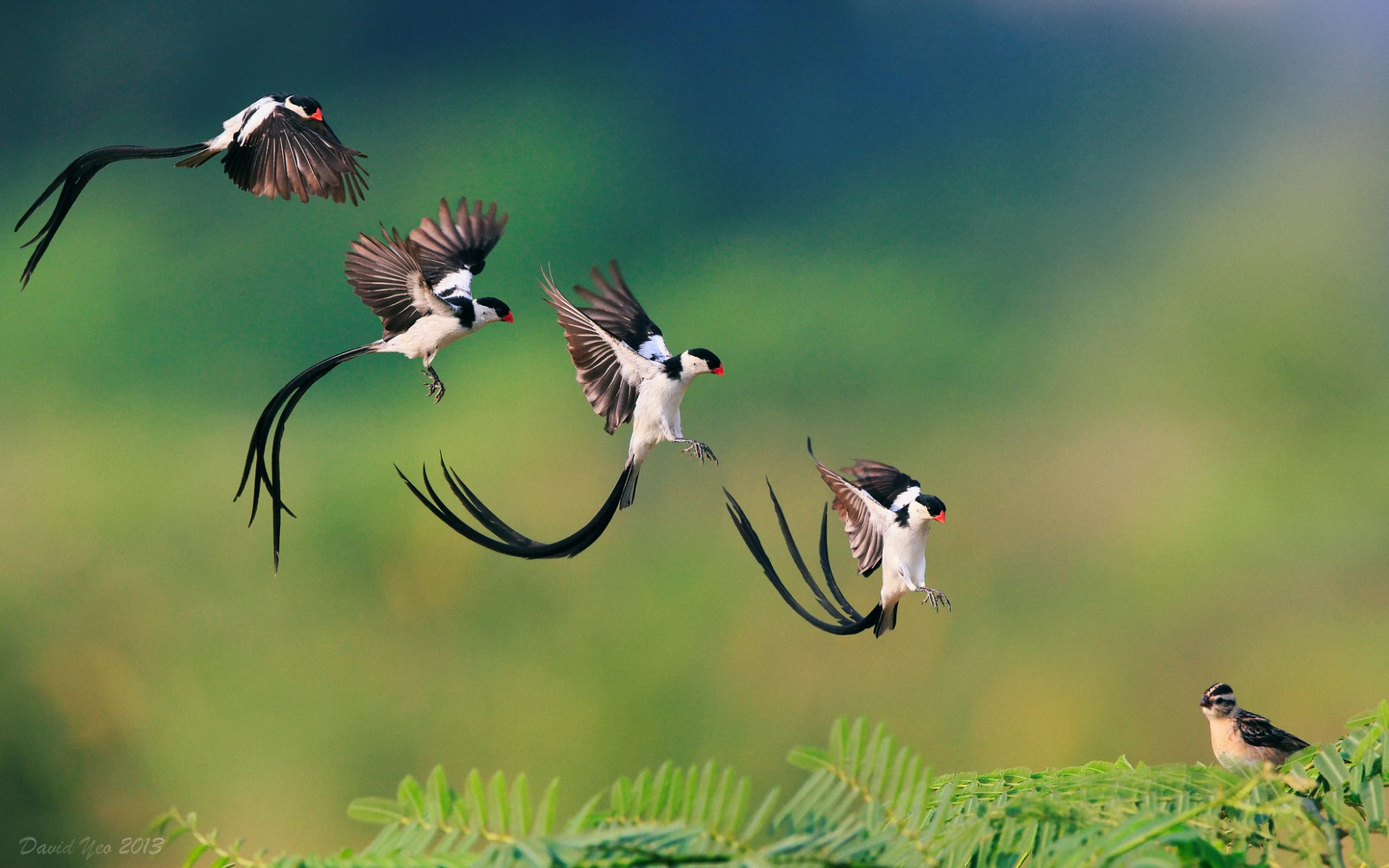 Приземляющаяся птичка обои