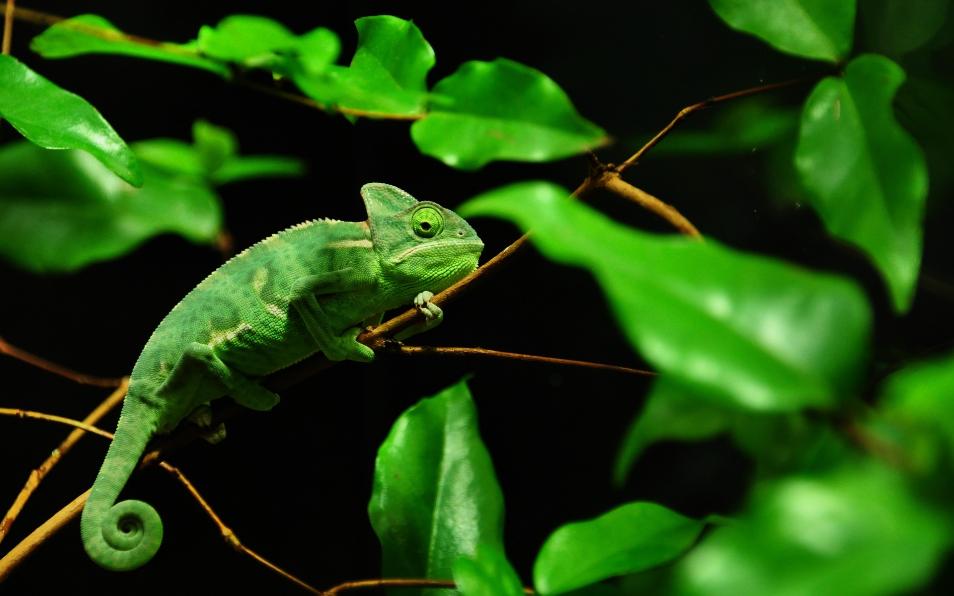 Хамелеон в листве обои