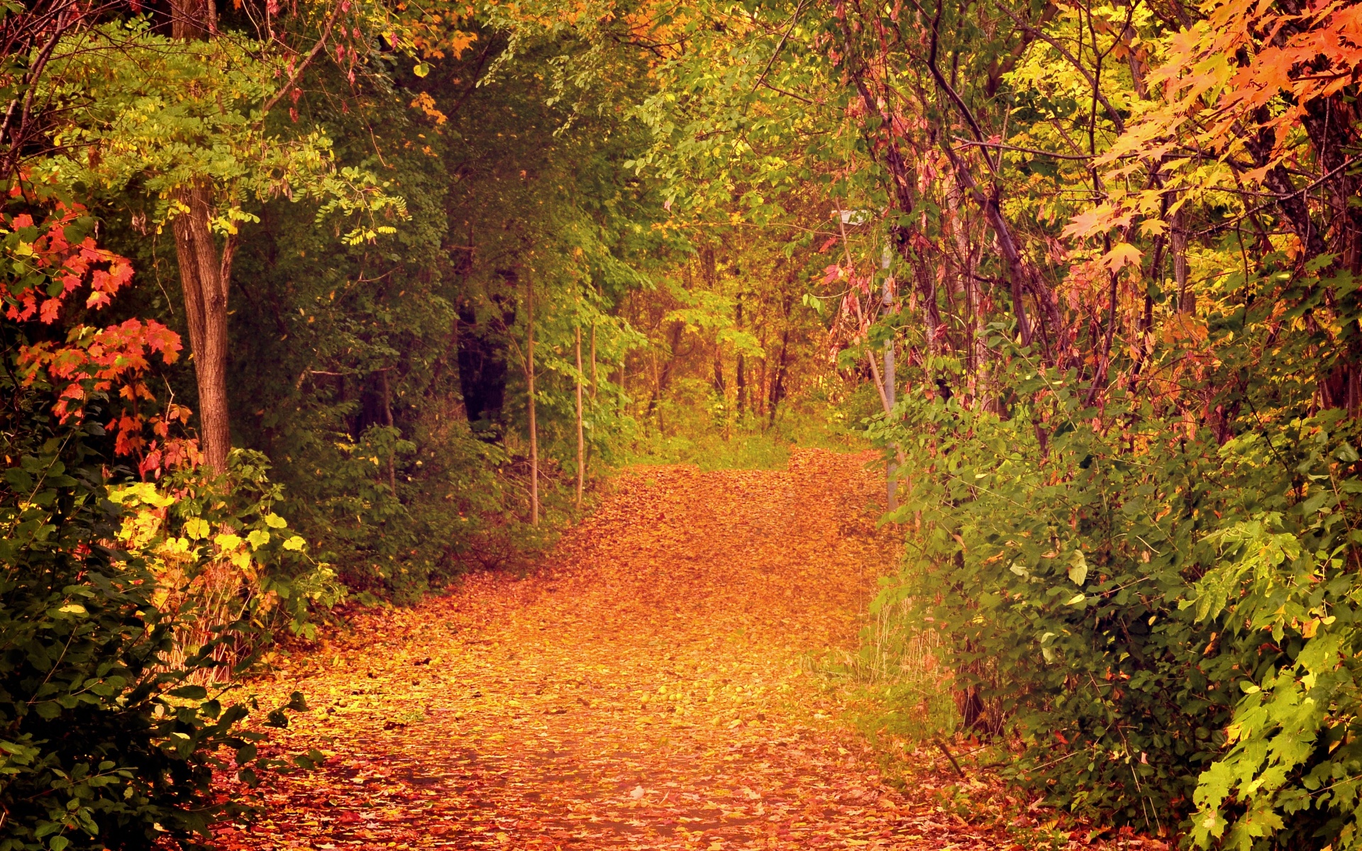 Дорожка в осеннем лесу обои