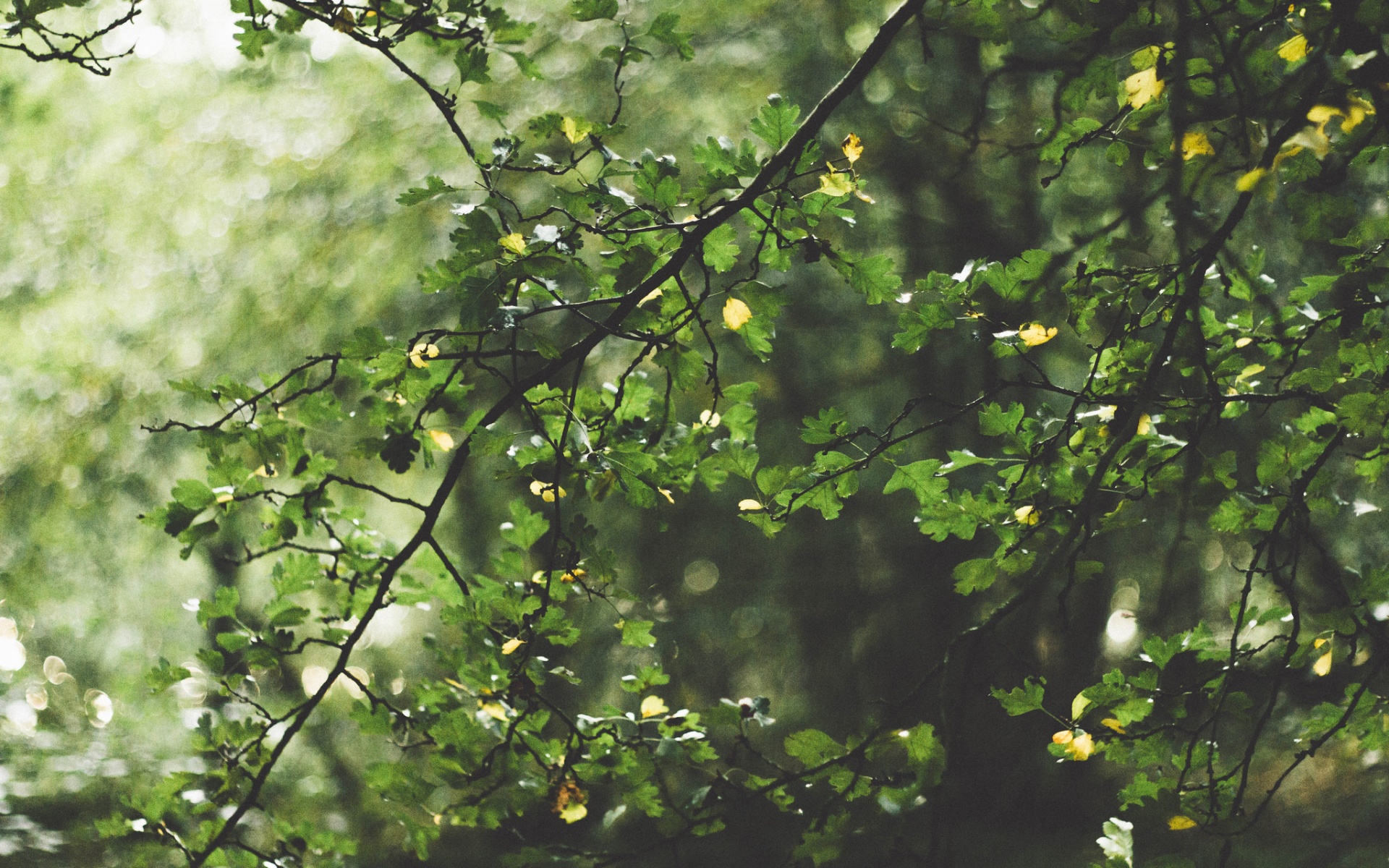 Дубовая зеленая листва обои