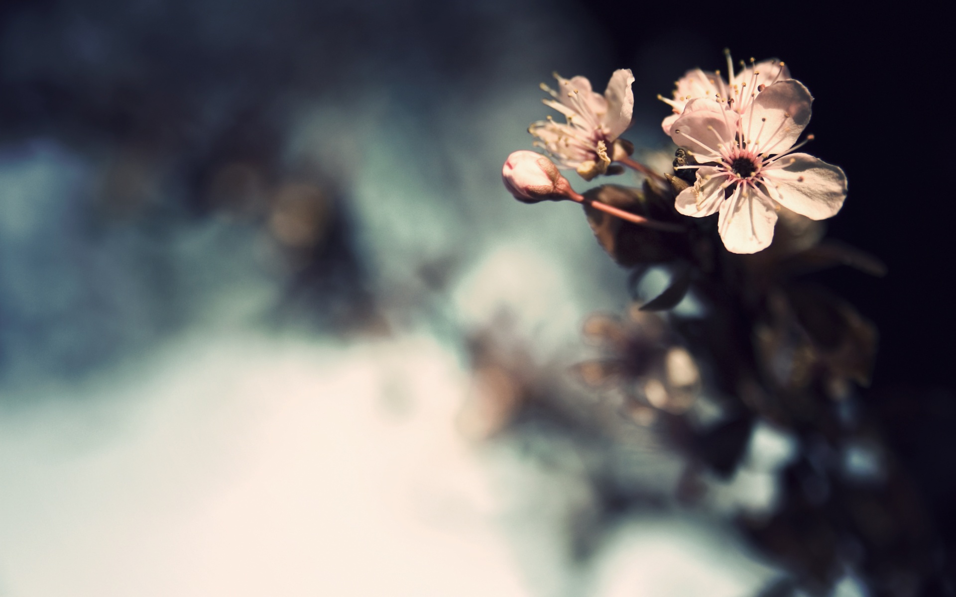 Цветок вишни обои