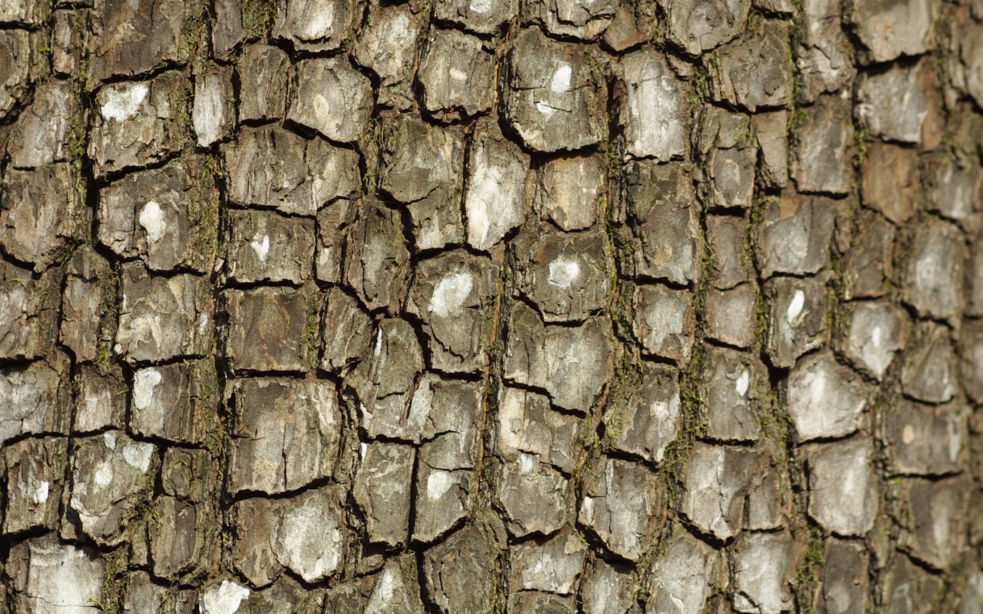 Кора дерева обои
