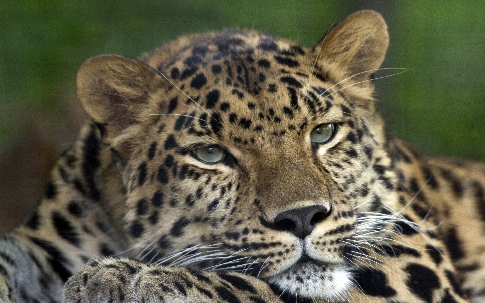 Злопасный ягуляр обои