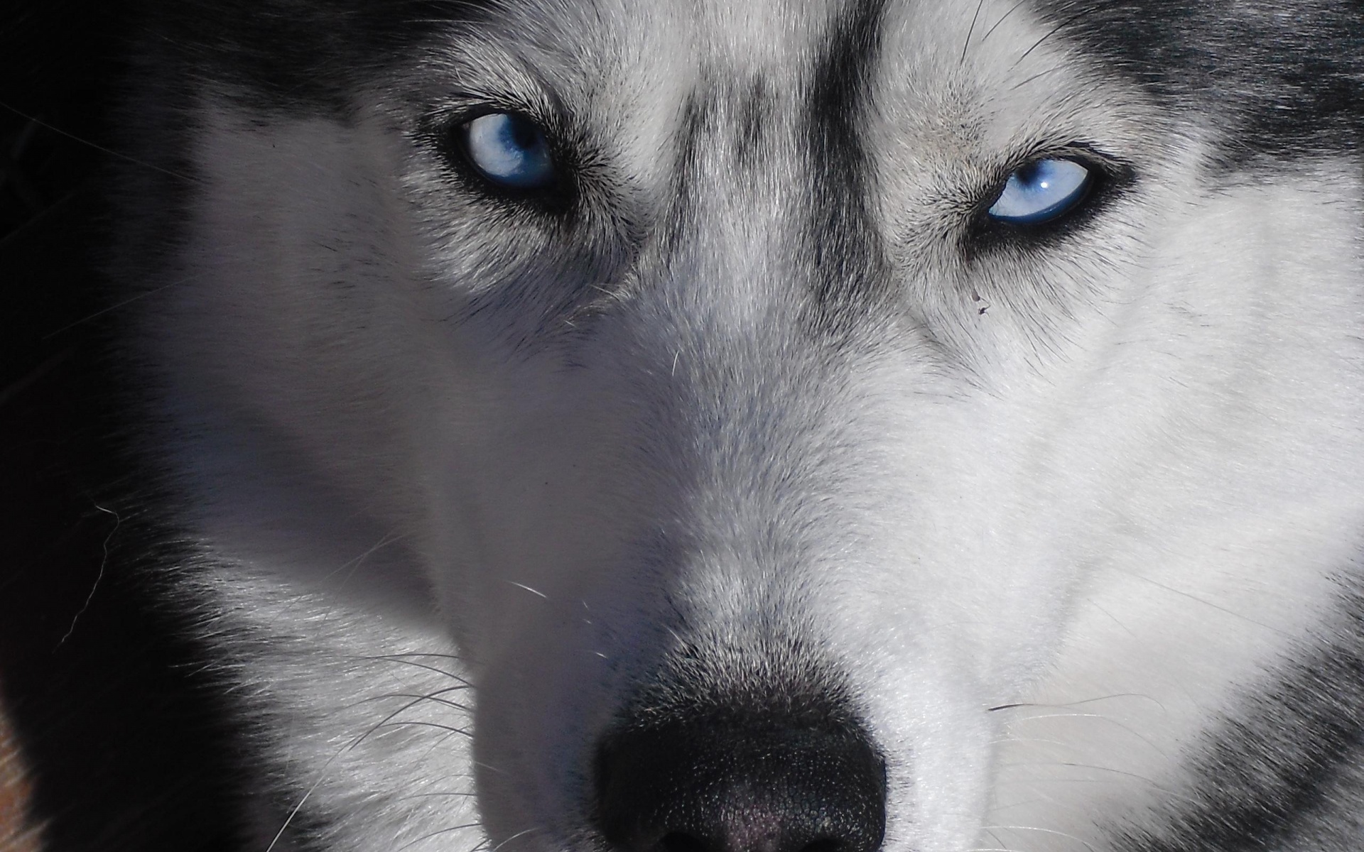 Собака с голубыми глазами обои