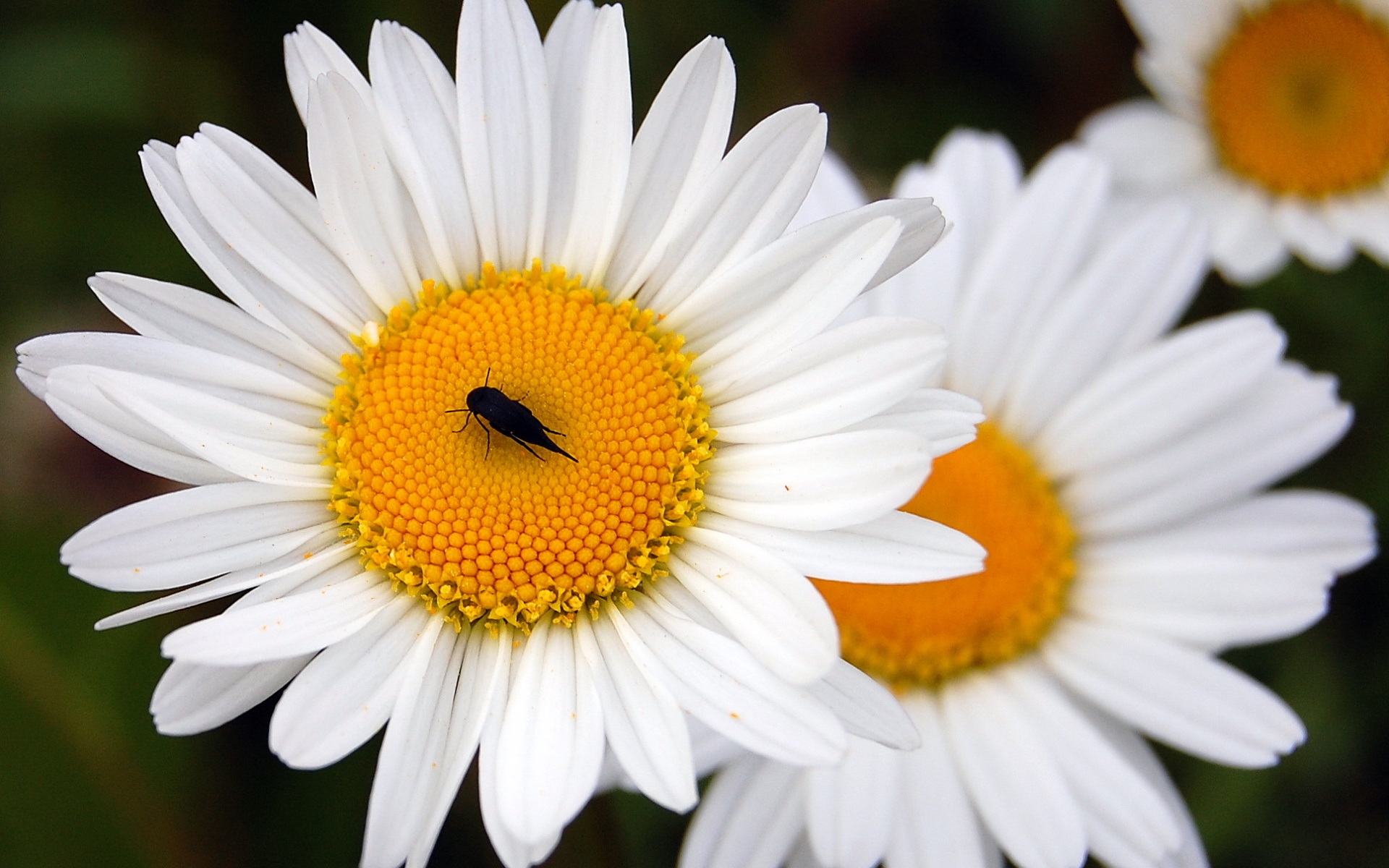 Ромашки обои