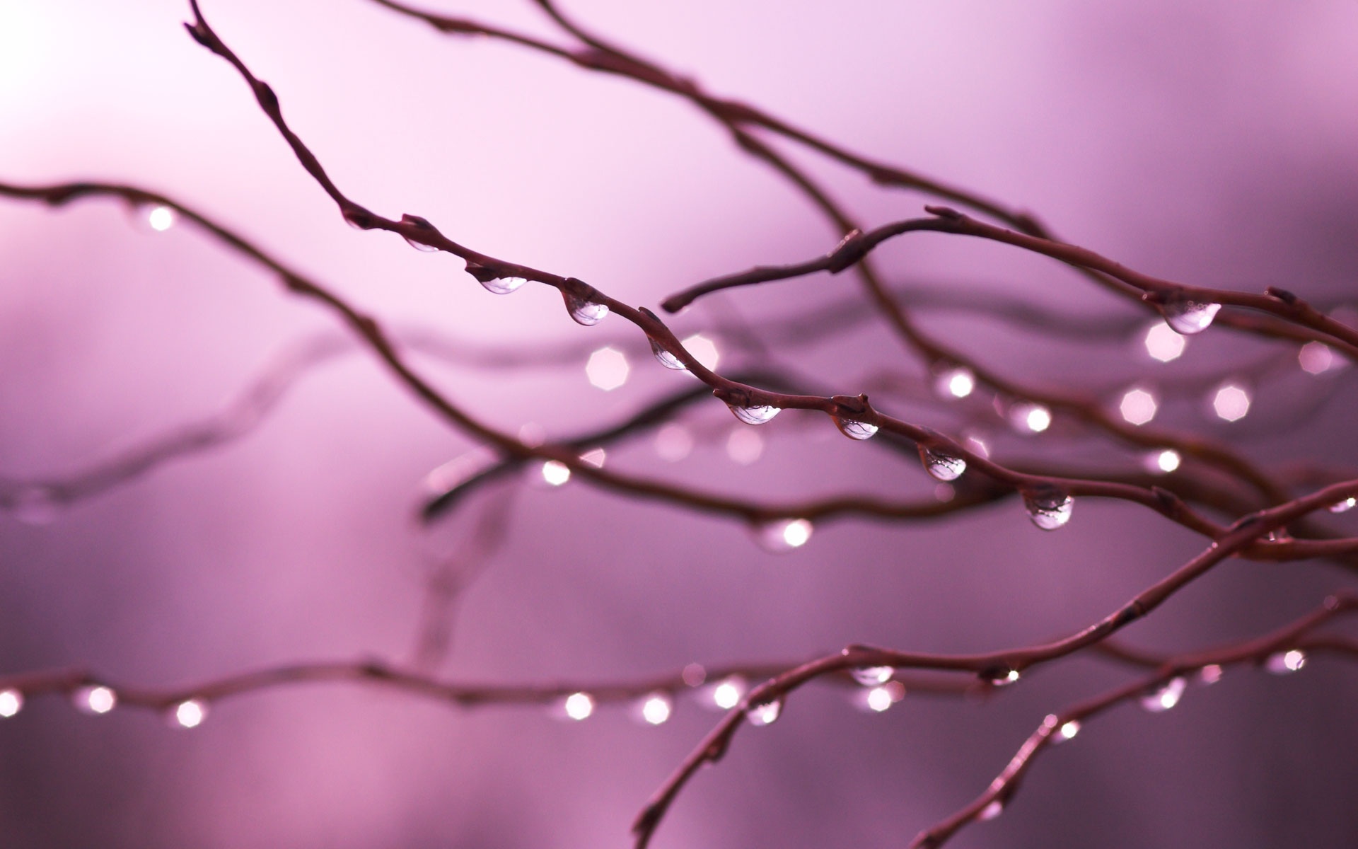 Капли на ветке обои