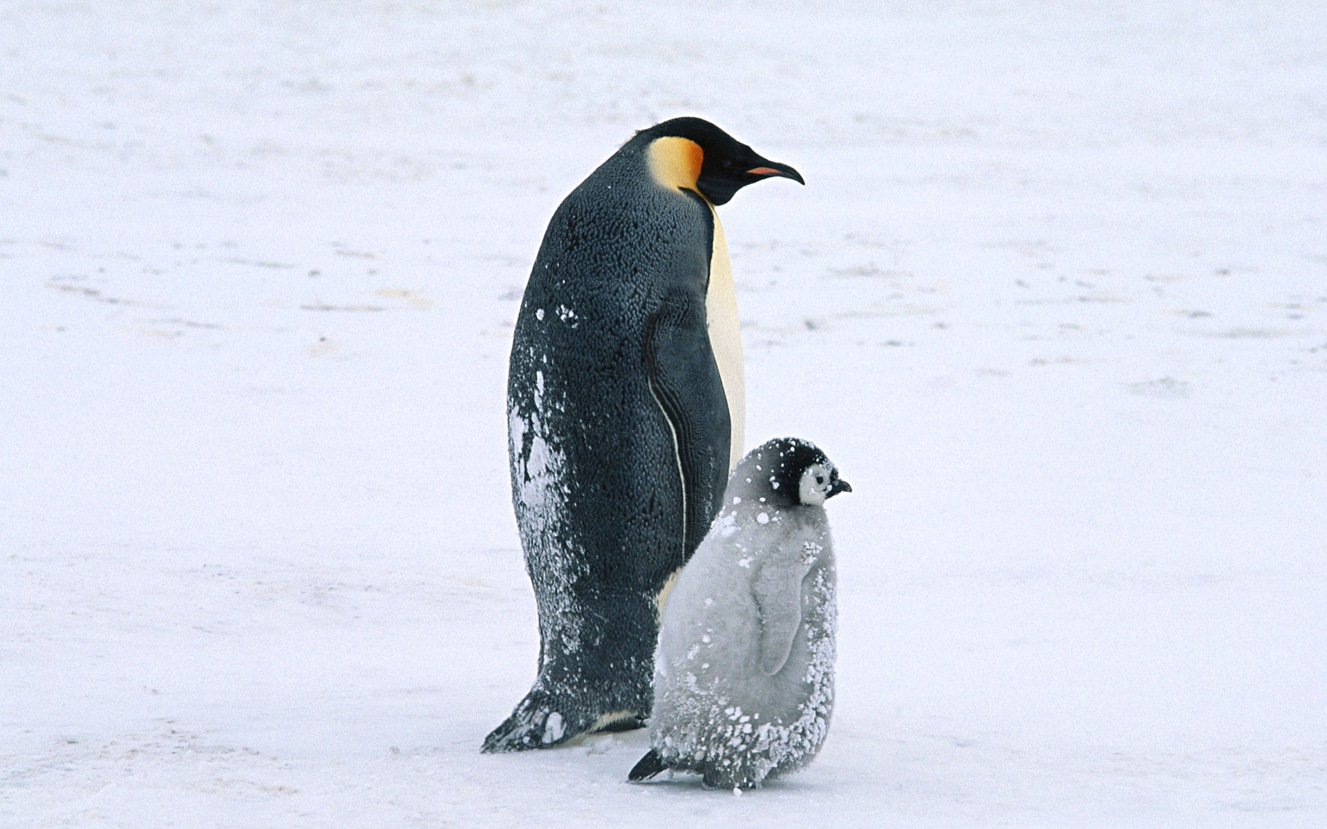 Пингвин с птенцом обои