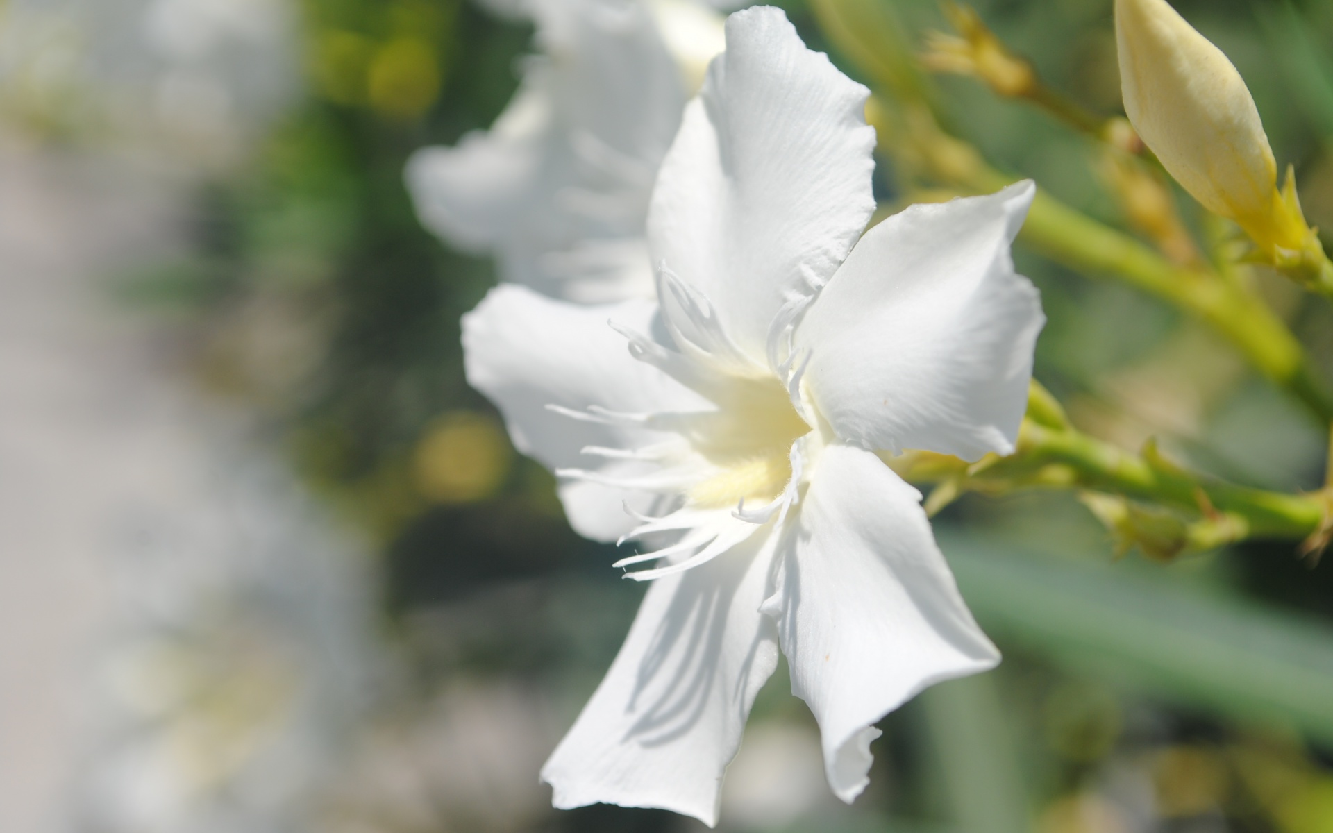 Эухарис, амазонская лилия обои