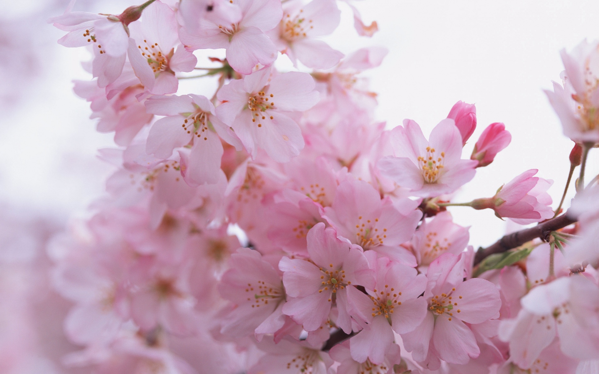 Цветение вишни обои