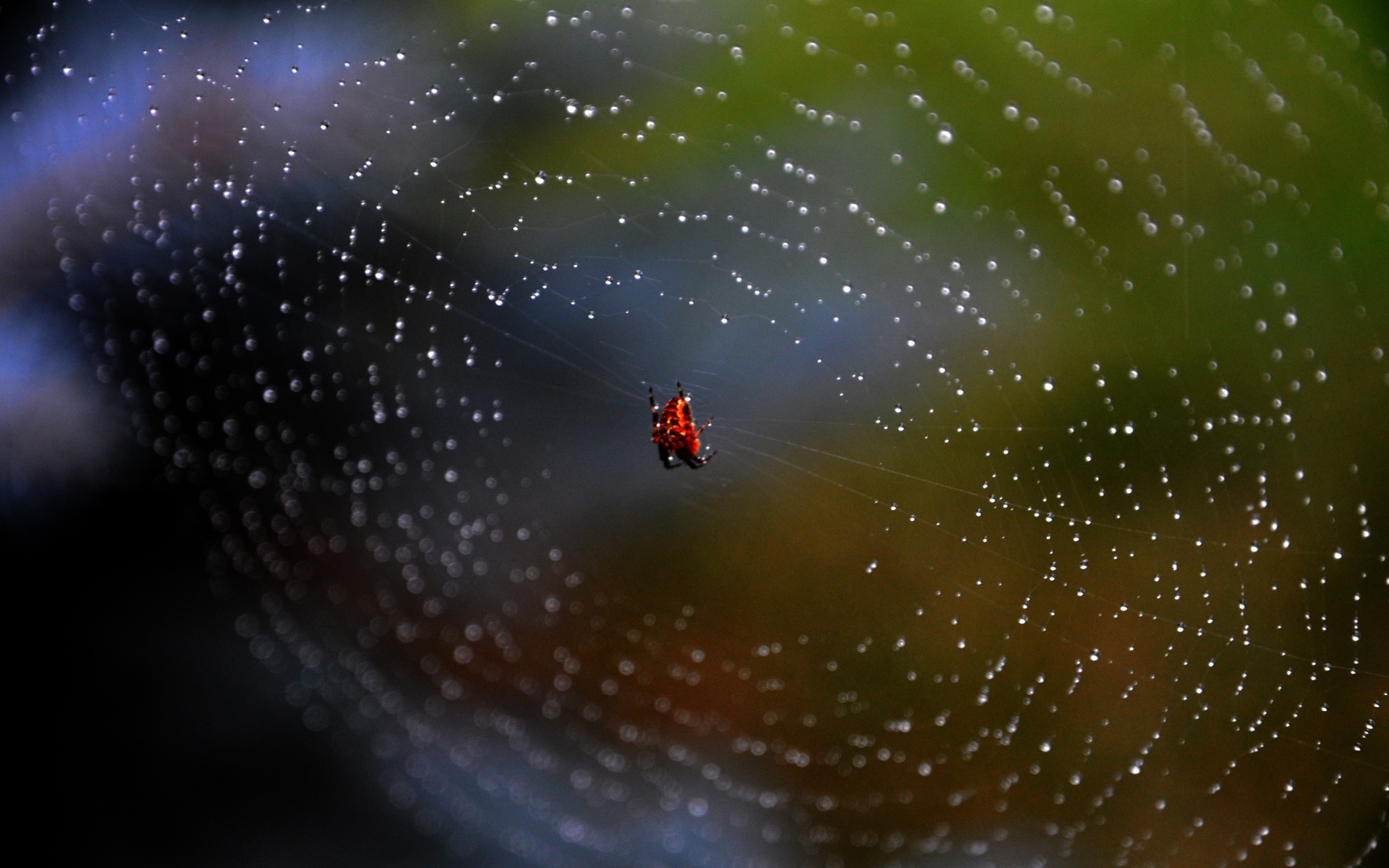 Паук на паутине обои