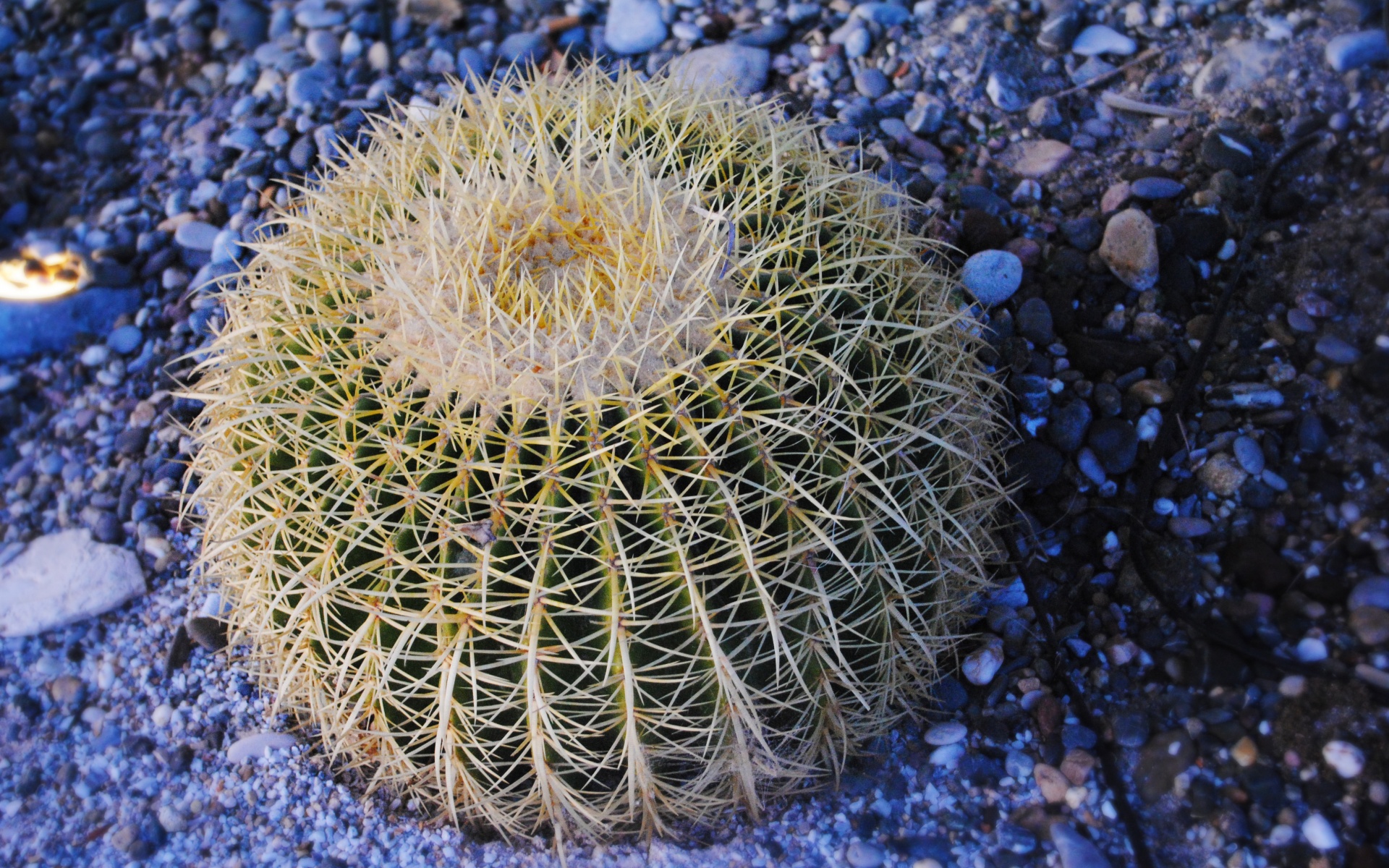 Круглый кактус обои