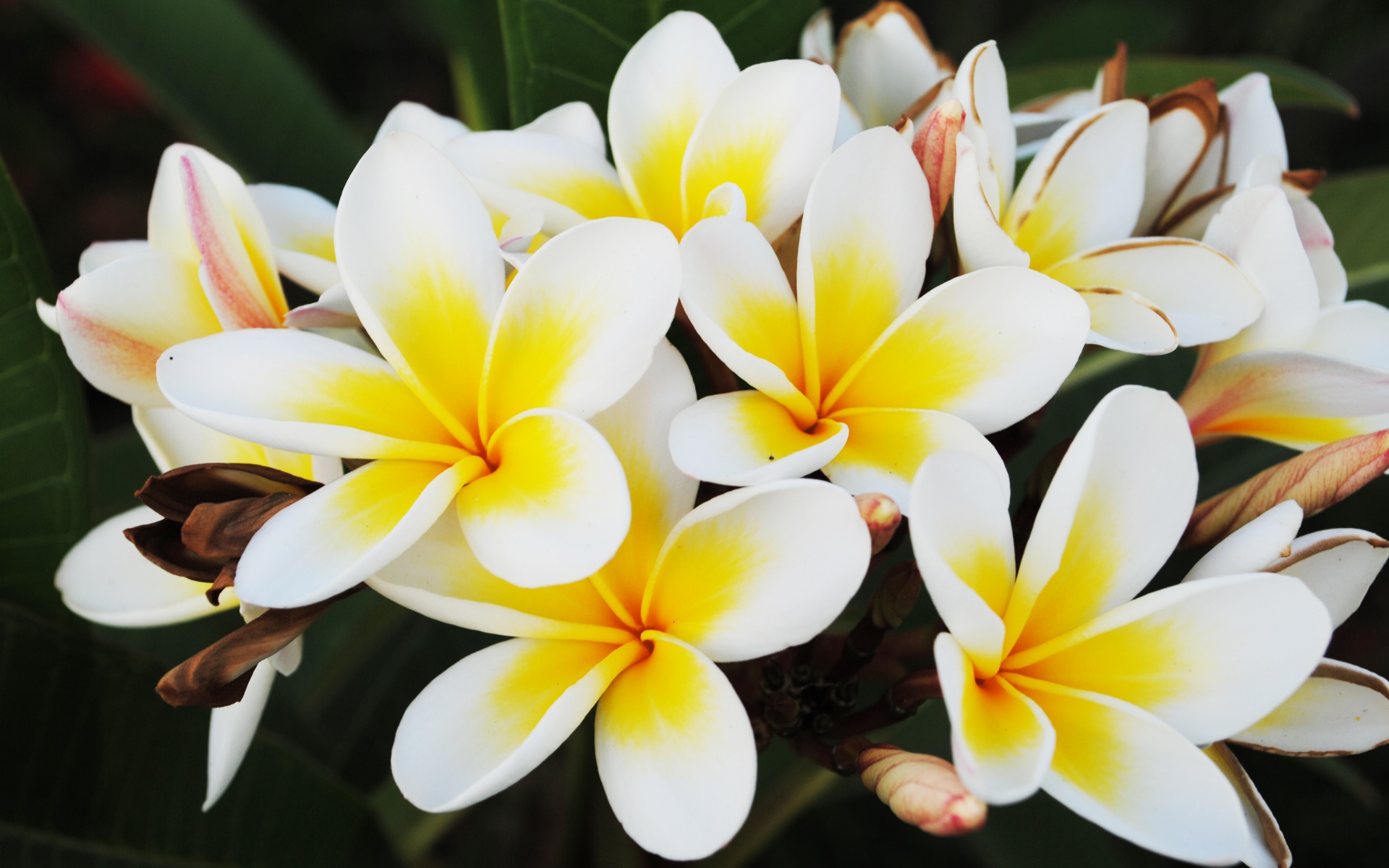 Прекрасные цветы обои