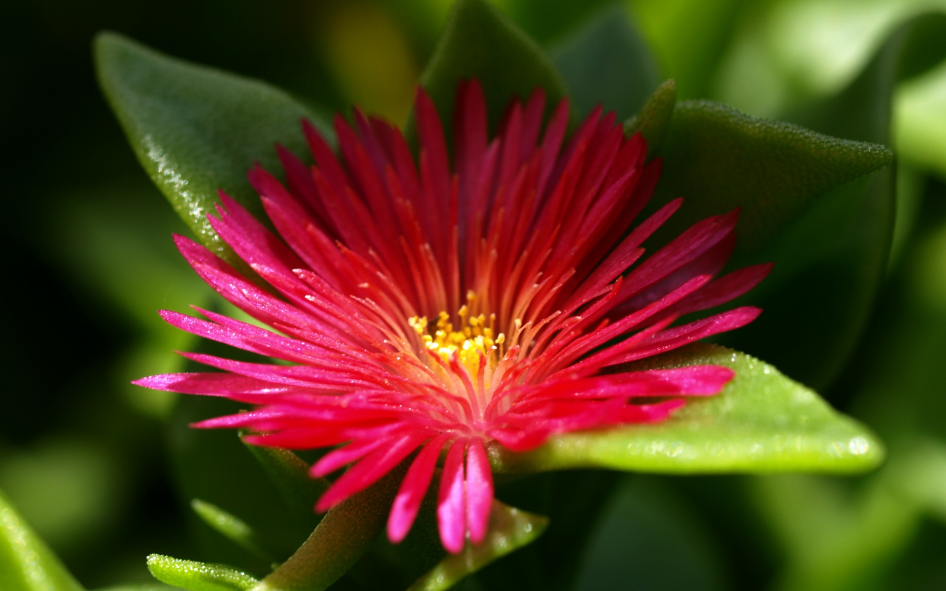 Чудесный цветок обои