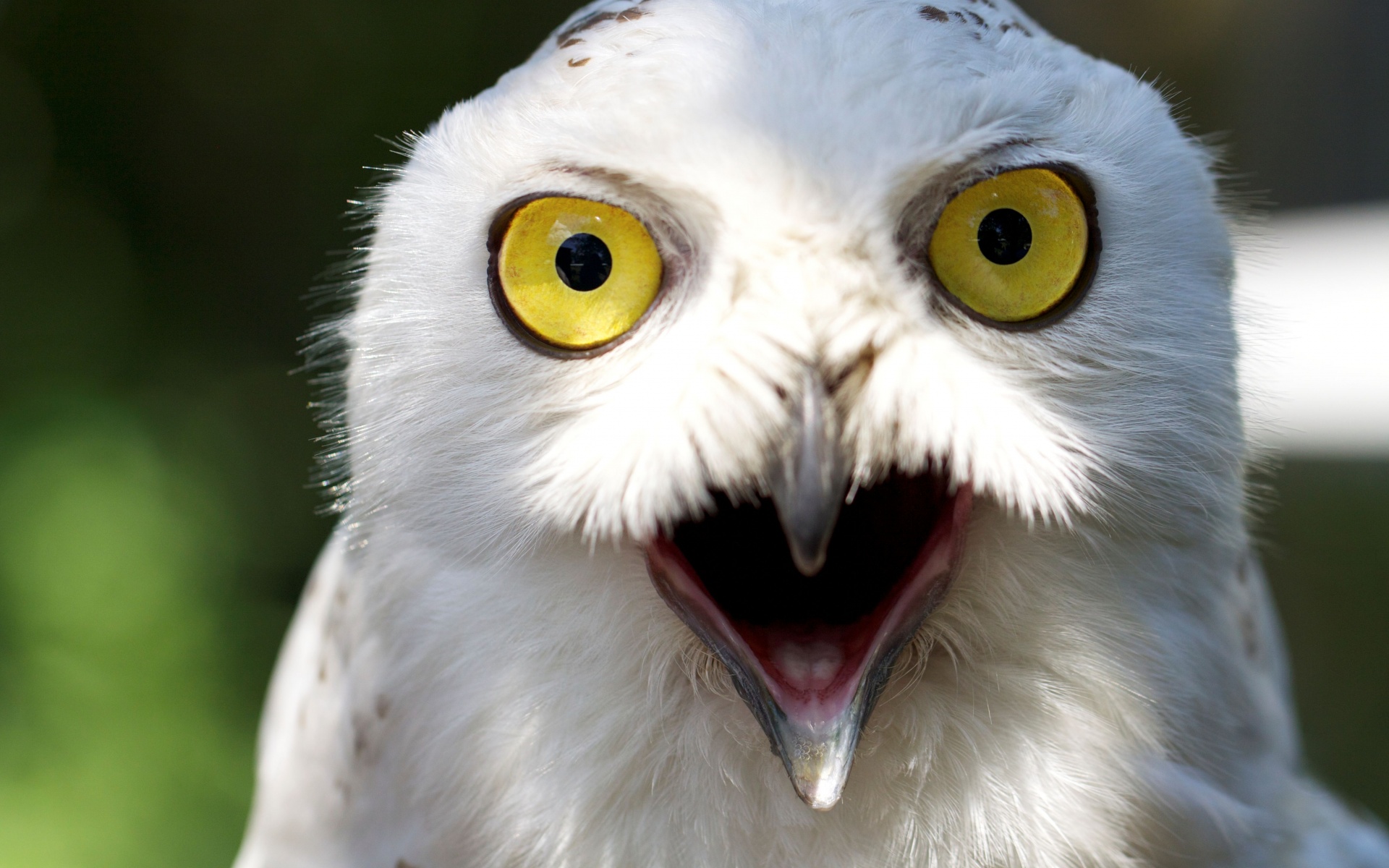 Сова в шоке! обои