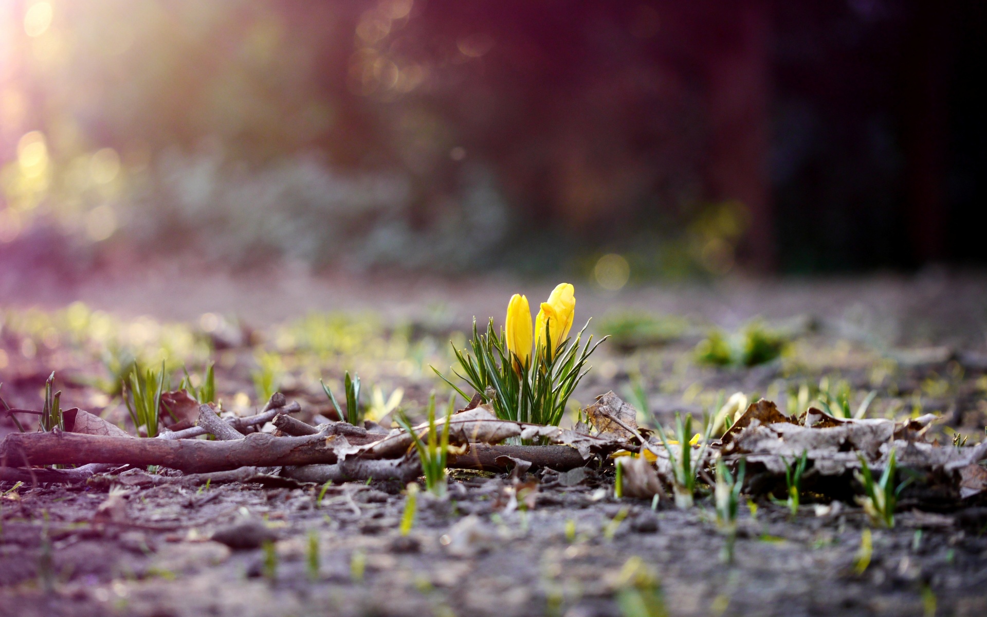Весенняя трава и цветы обои