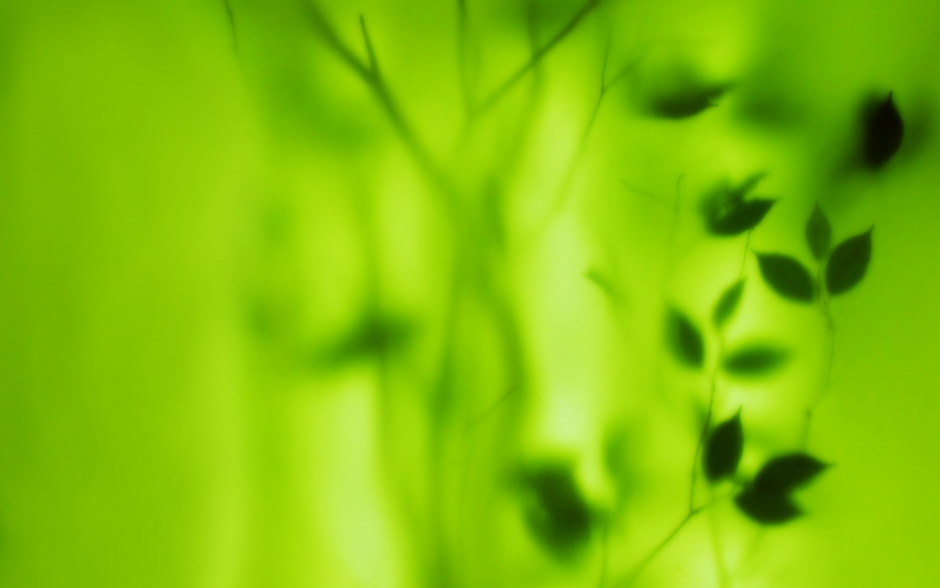 Зелень за стеклом обои