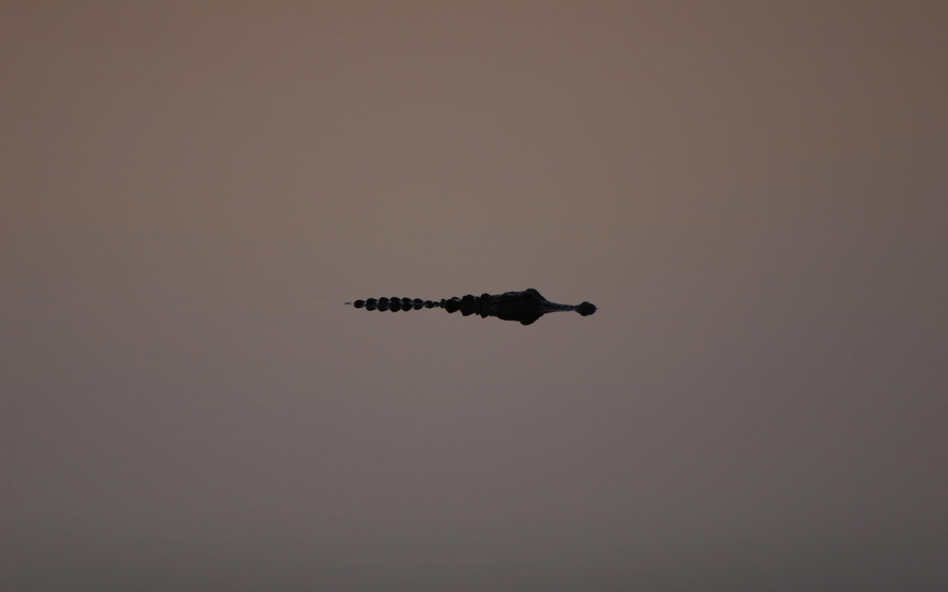 Алигатор обои