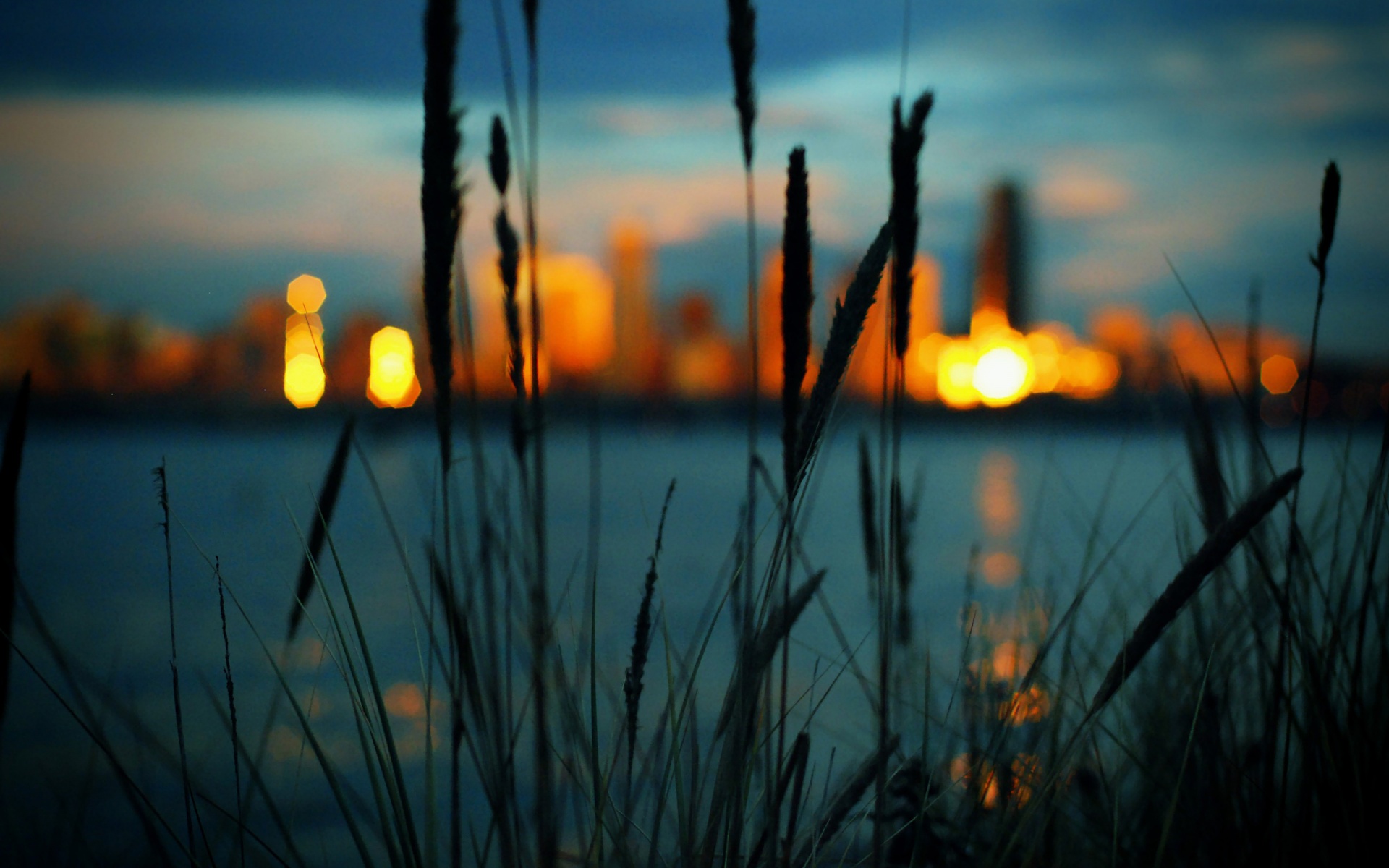 Камыш на фоне вечерних огней обои