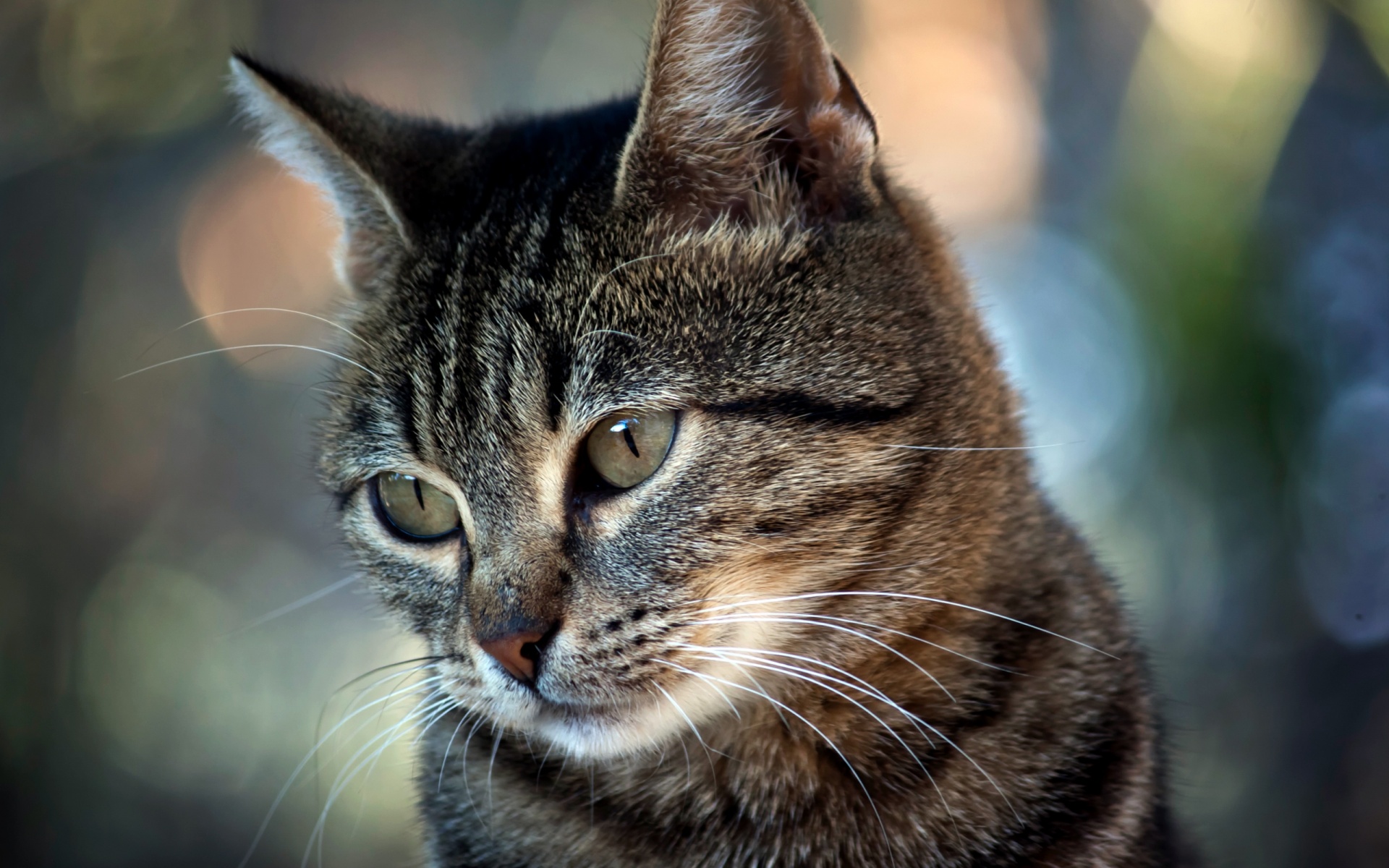 Кот усатый обои