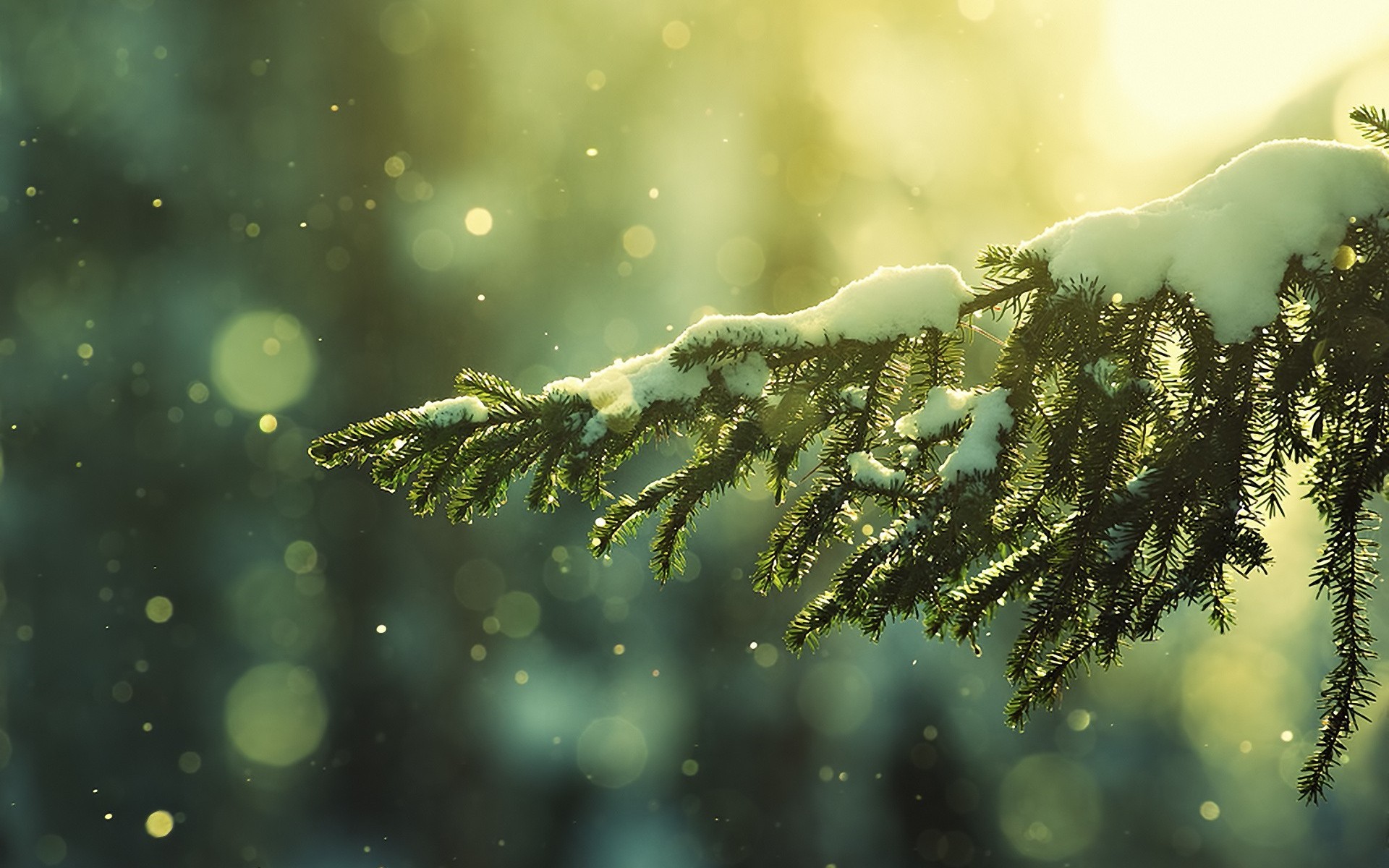 Еловая лапа обои