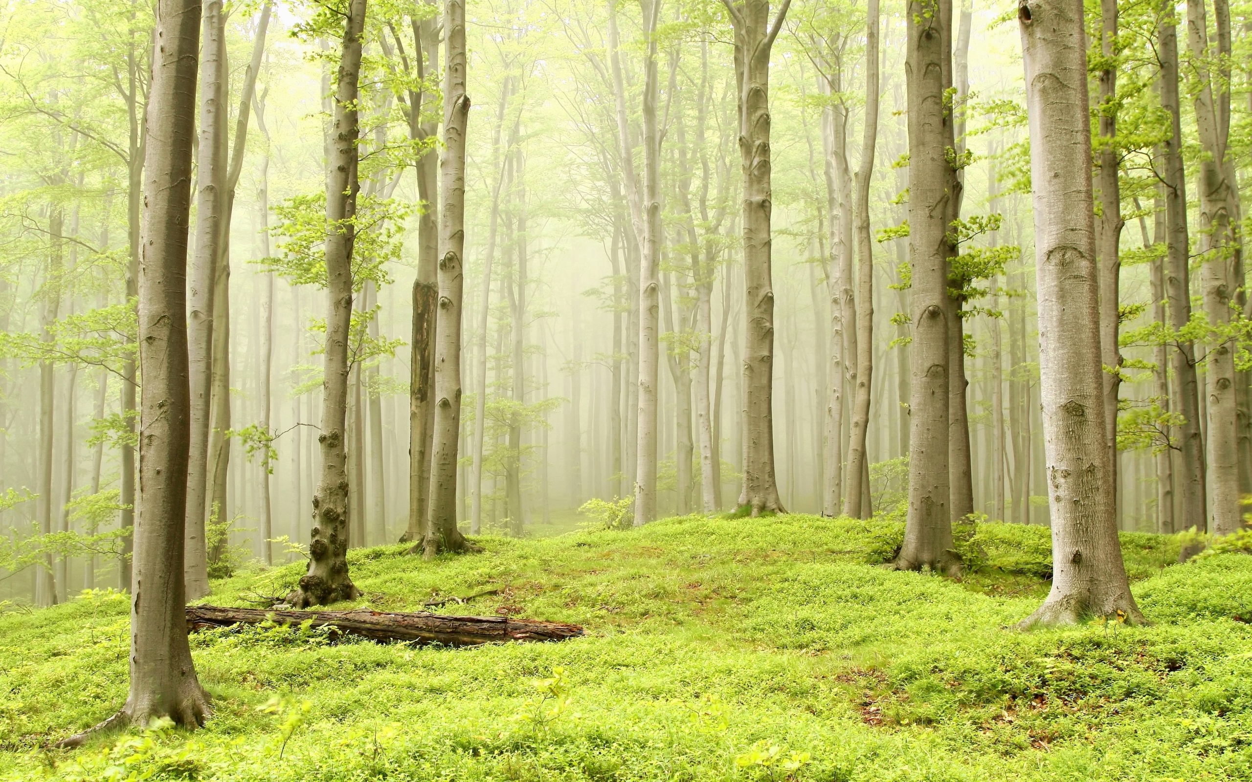 Опушка осинового леса обои