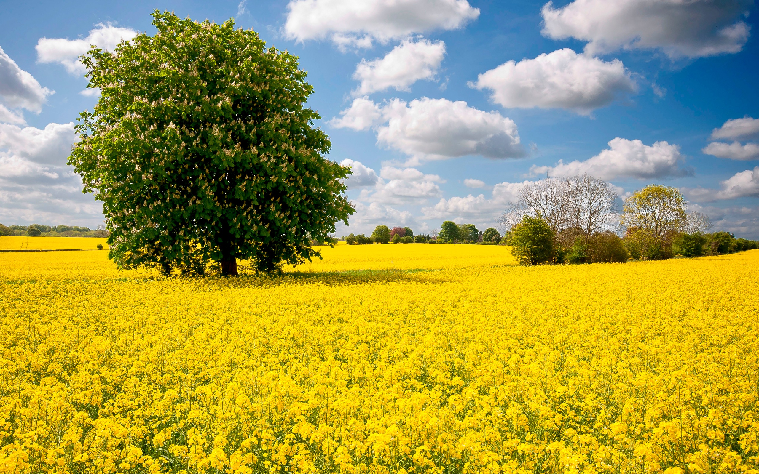 Каштан на цветочном поле обои