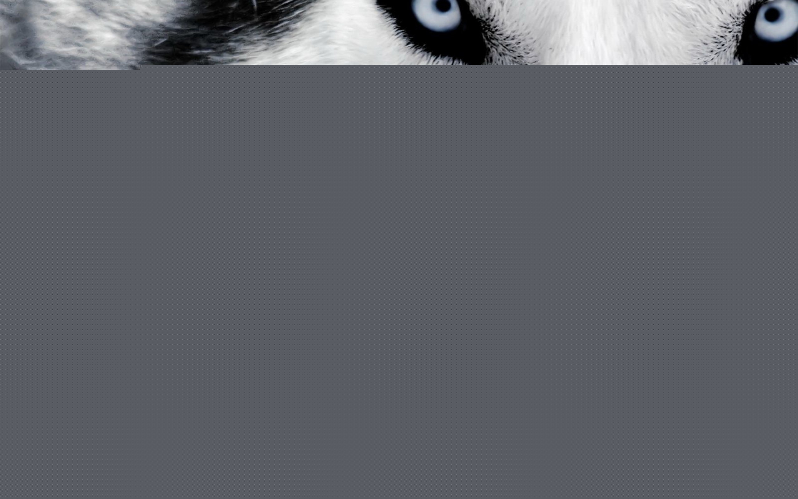 Сибирский хаски обои