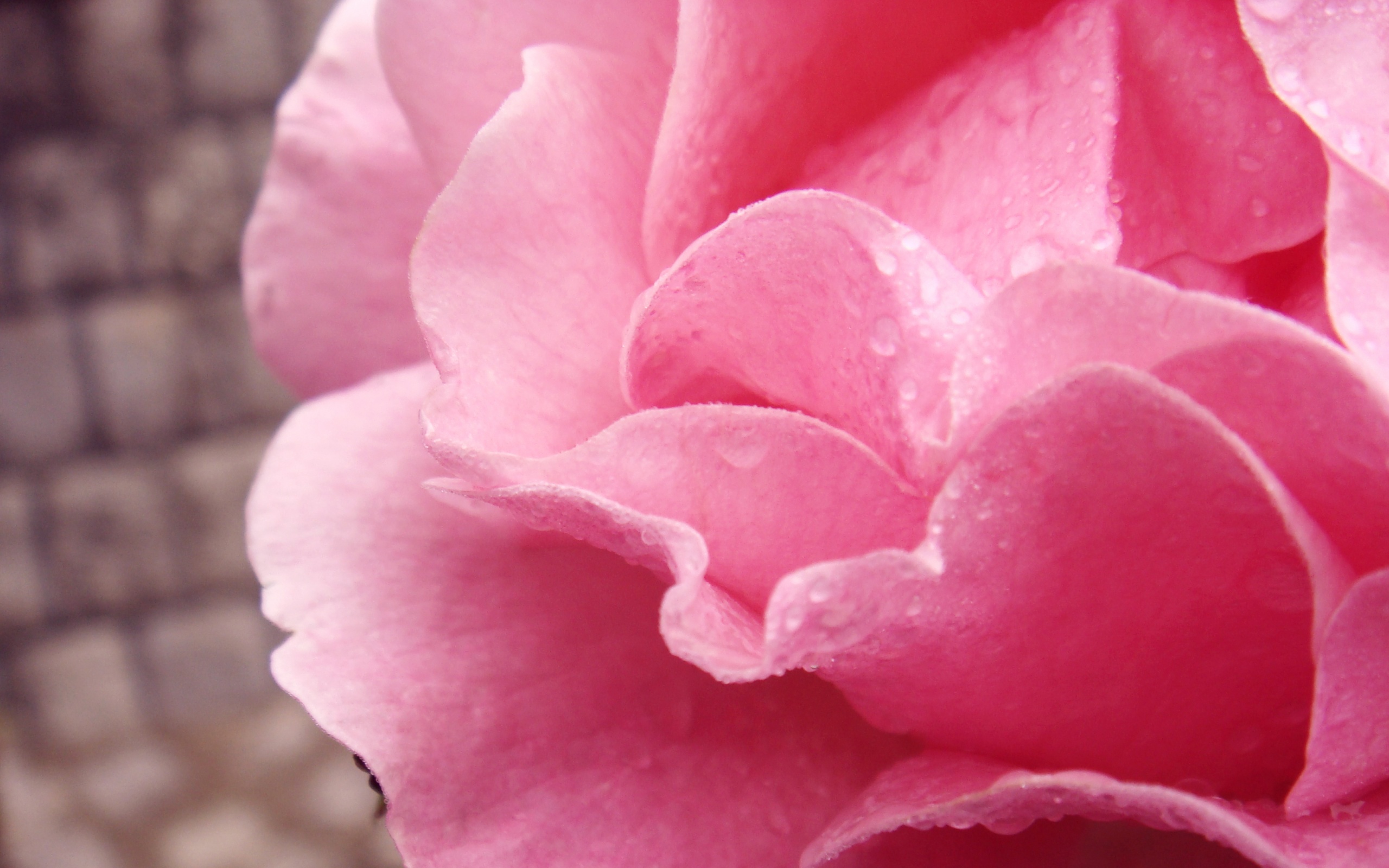 Уличная роза обои