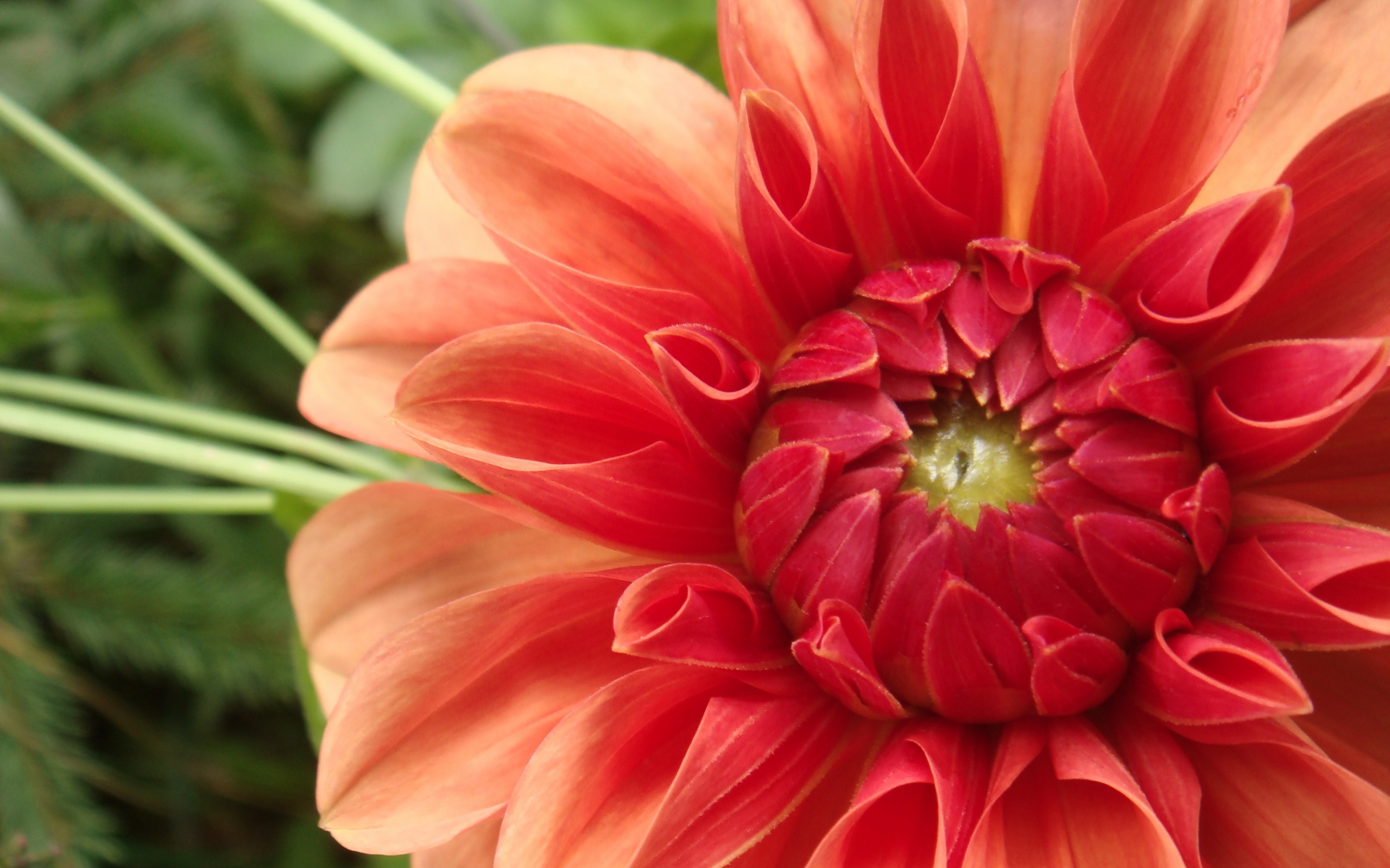 Аленький цветочек обои