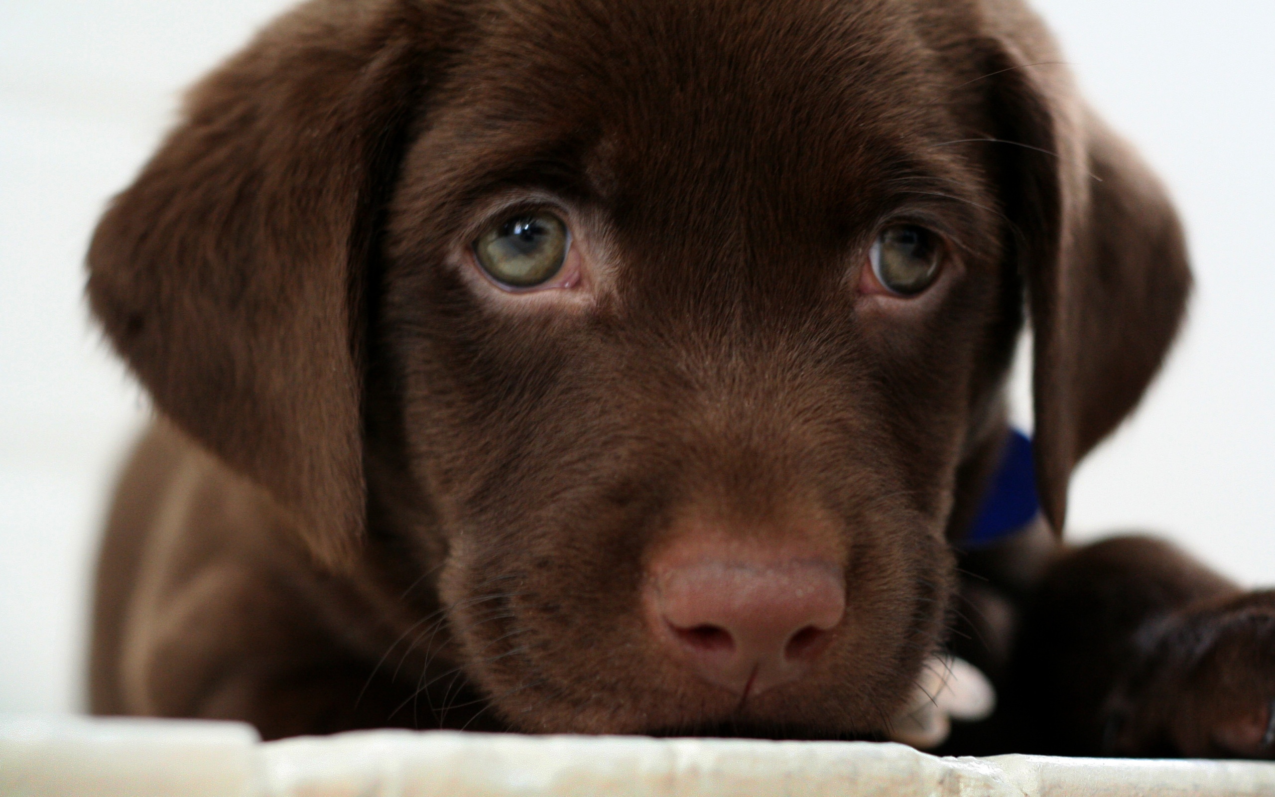 Пушистый шоколадка обои