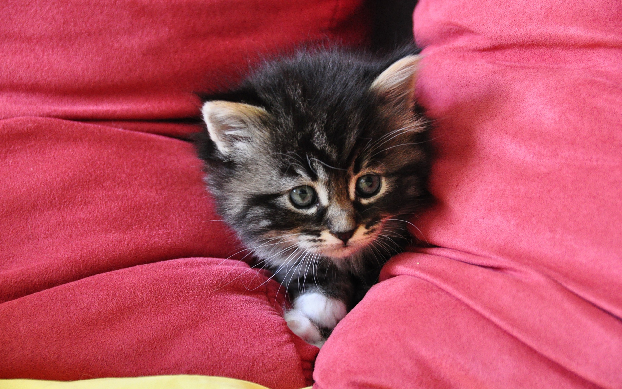 Котенок в подушках обои