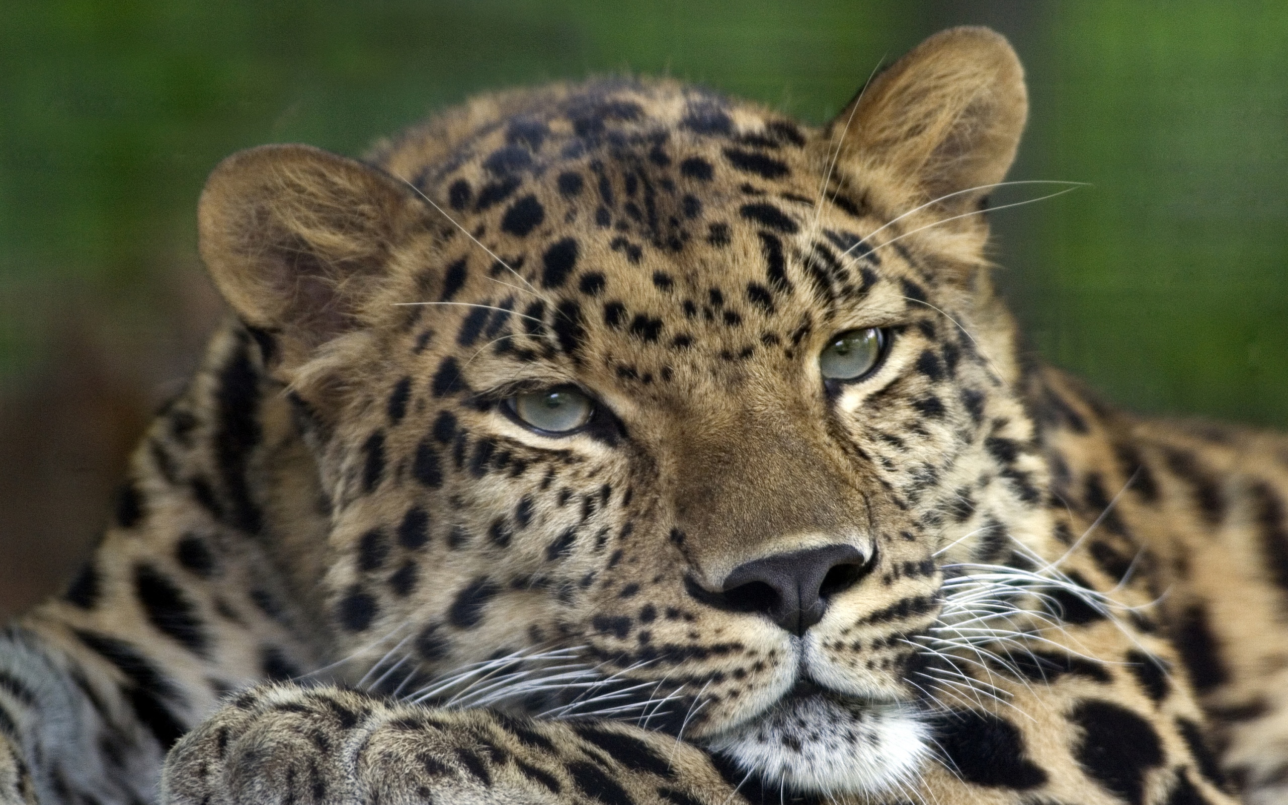 Злопасный ягуляр обои