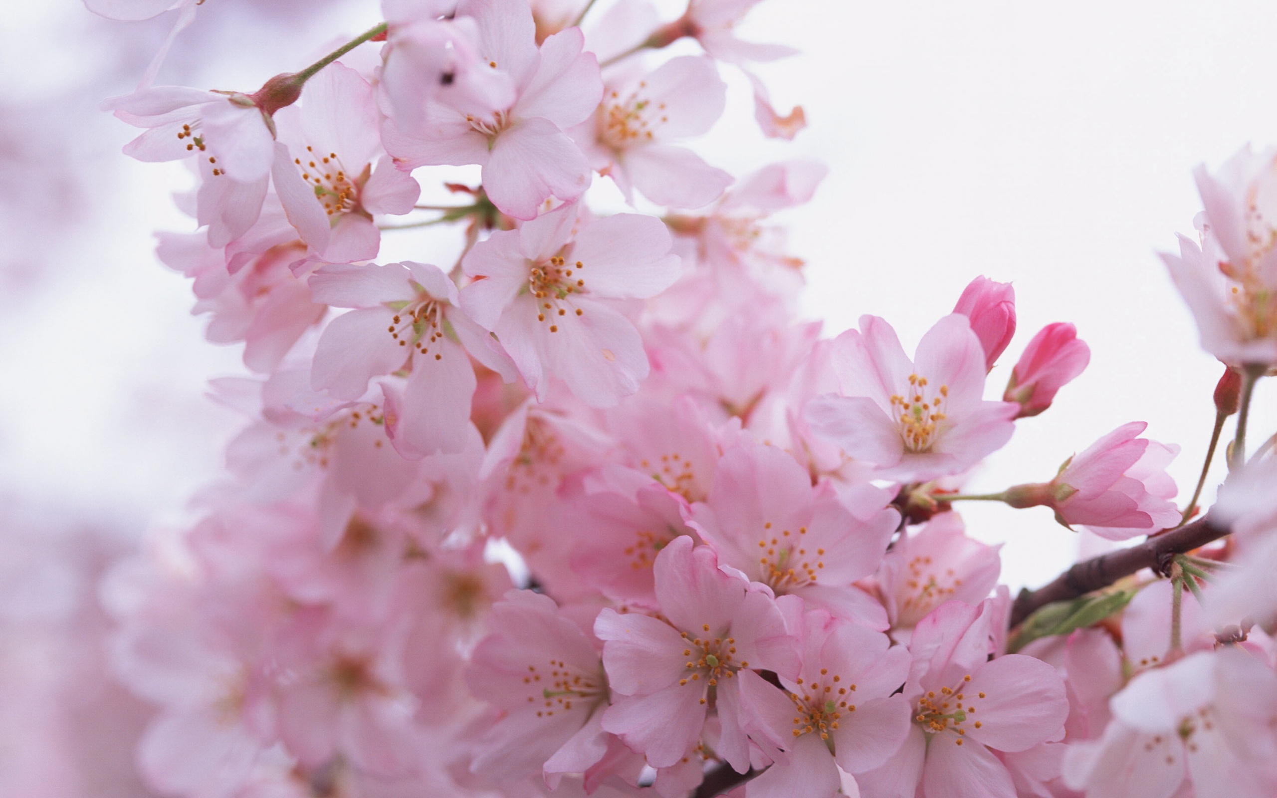 Цветение вишни обои