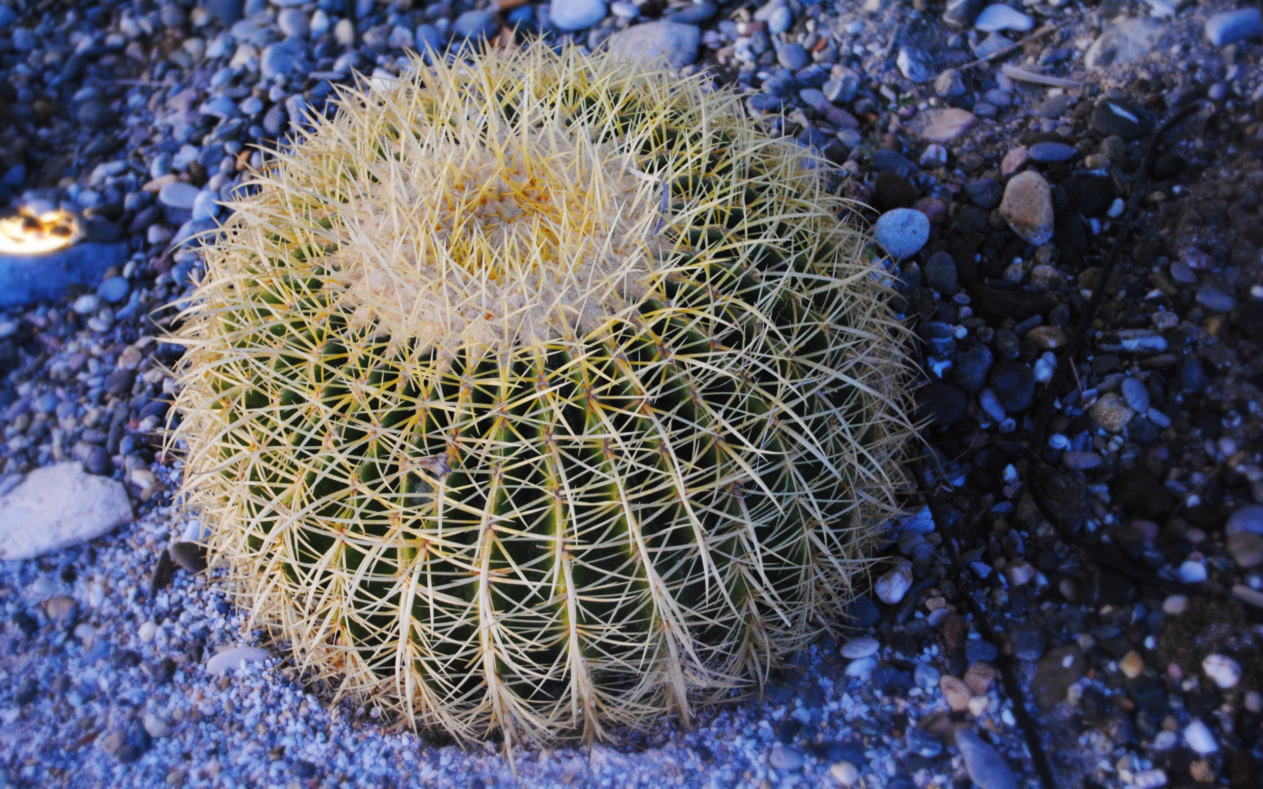 Круглый кактус обои