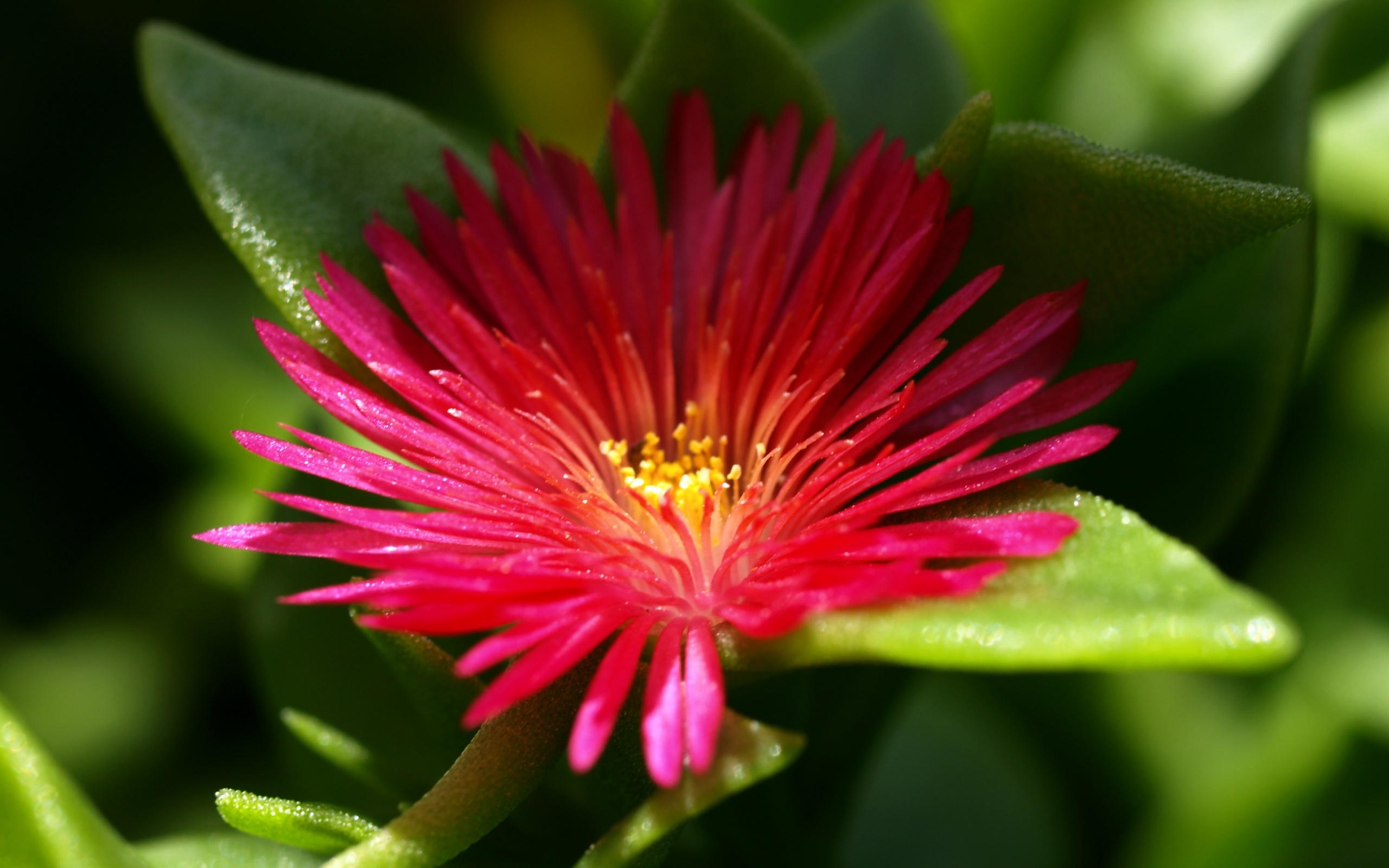 Чудесный цветок обои